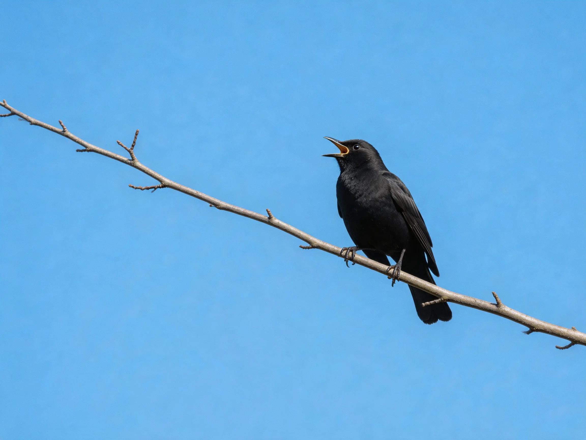 A black bird perches on a bare tree branch under a clear blue sky