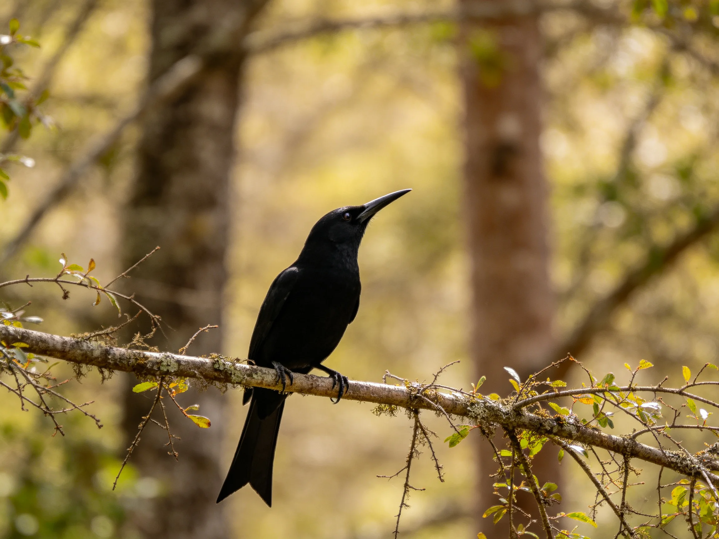 A black bird perches on a moss-covered branch amid sunlit forest trees