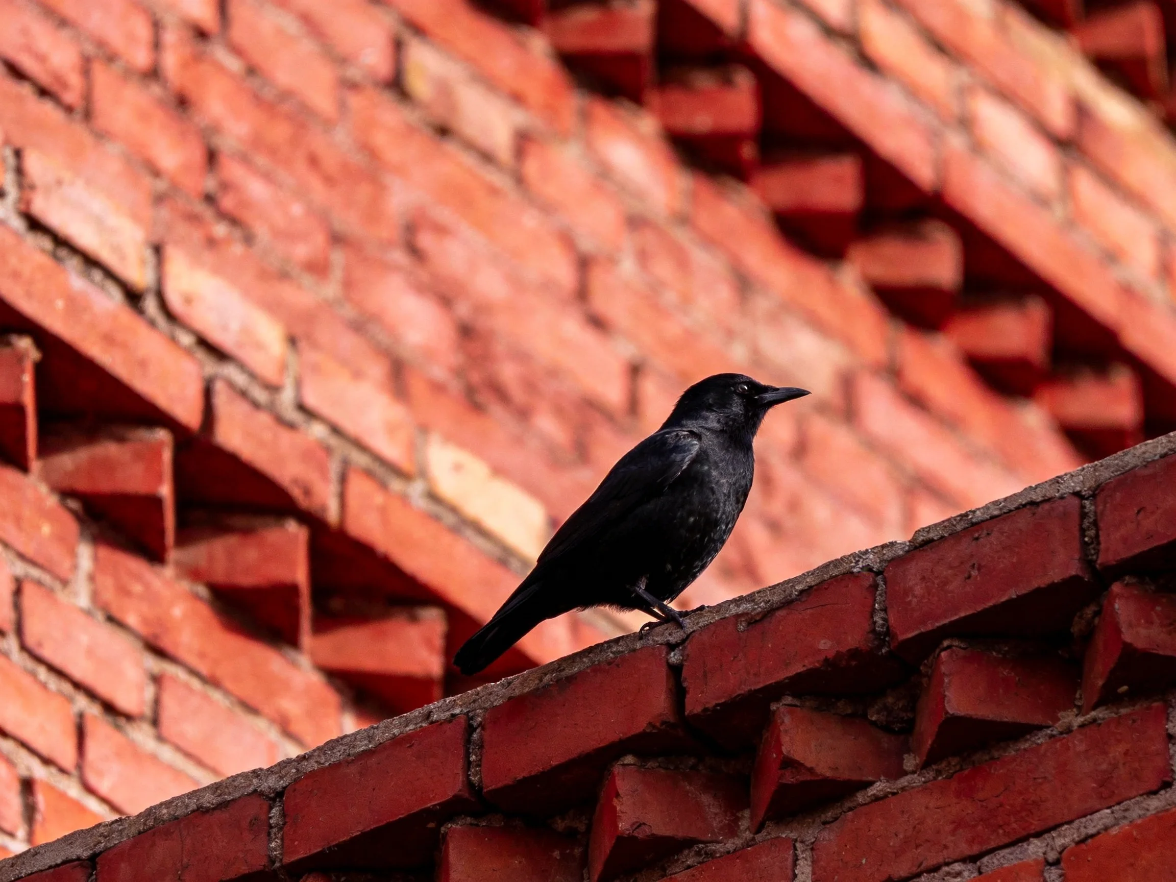 A black bird perches on a red brick architectural detail with geometric patterns