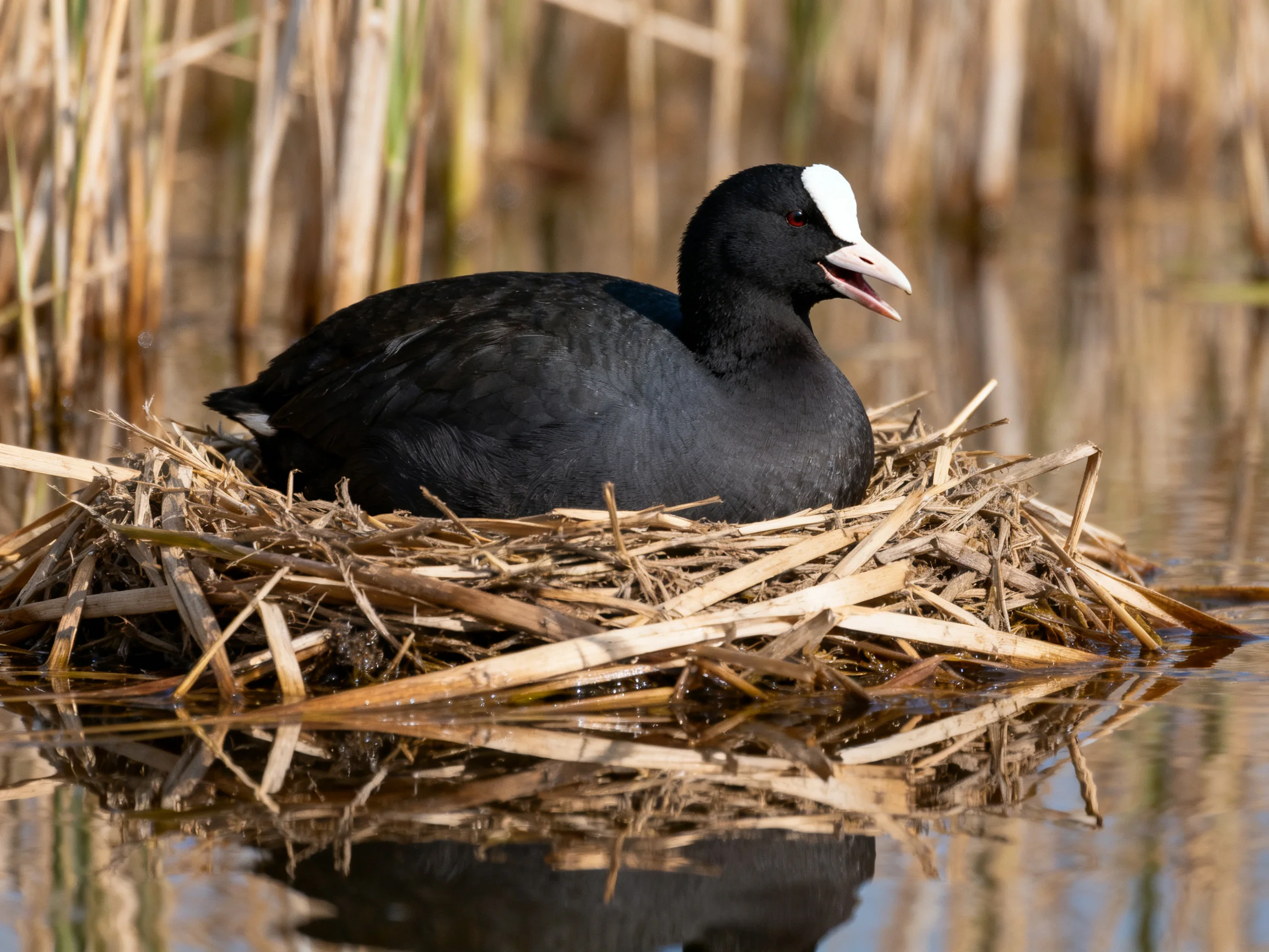 A black bird resting in a reed nest on calm water