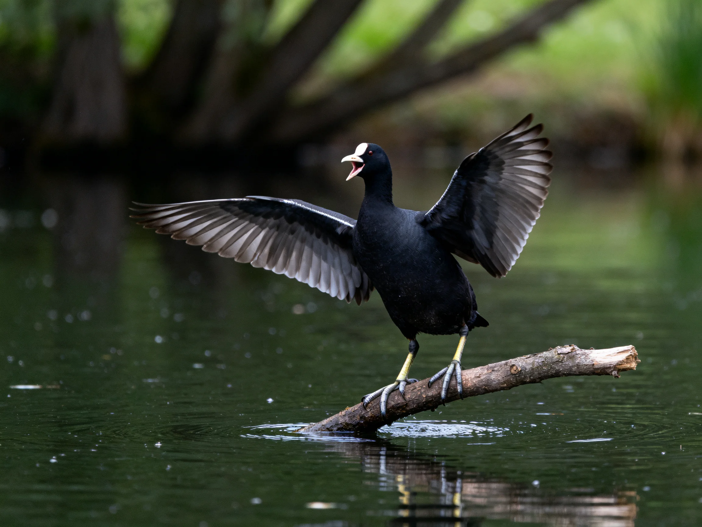 A black bird spreading wings on a wet branch over water