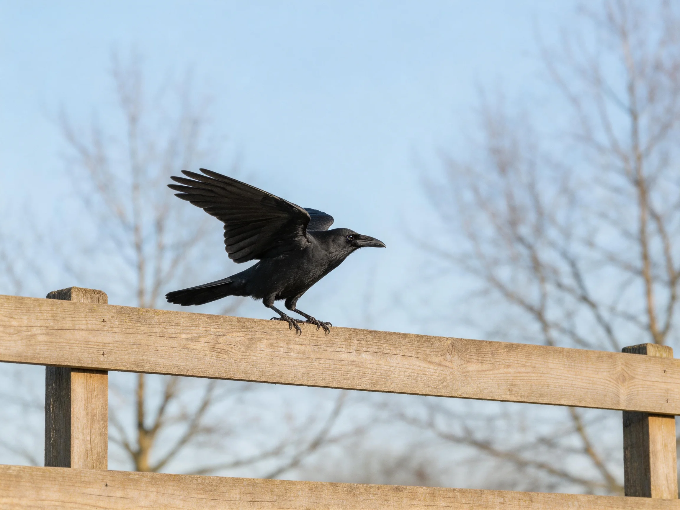 A black bird spreading wings on a wooden fence