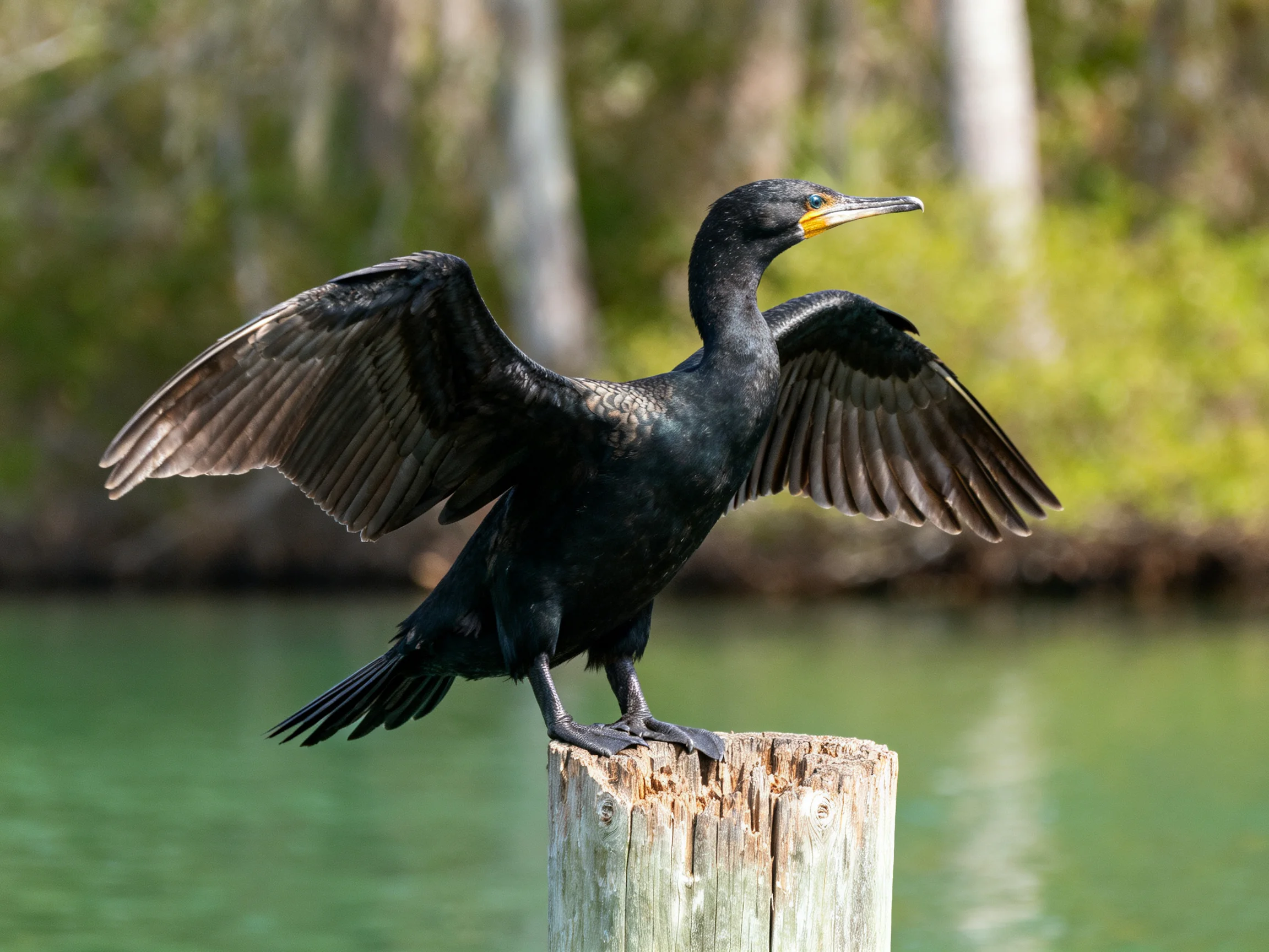 A black bird spreading wings on weathered wooden post by water