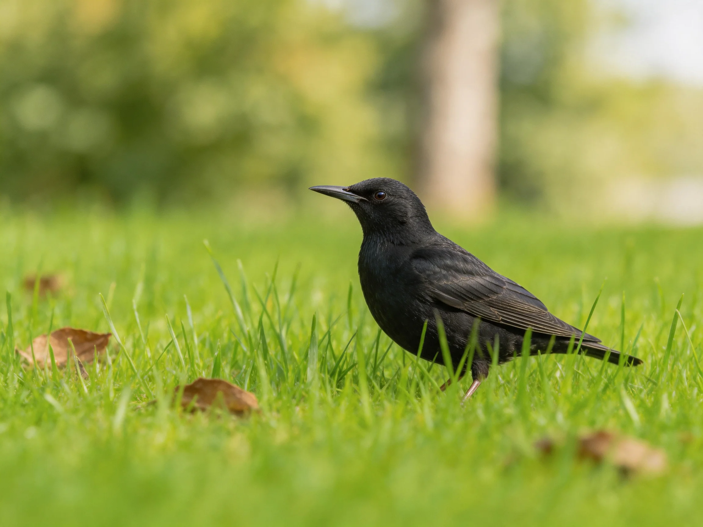 A black bird rests on lush green grass near scattered brown leaves.