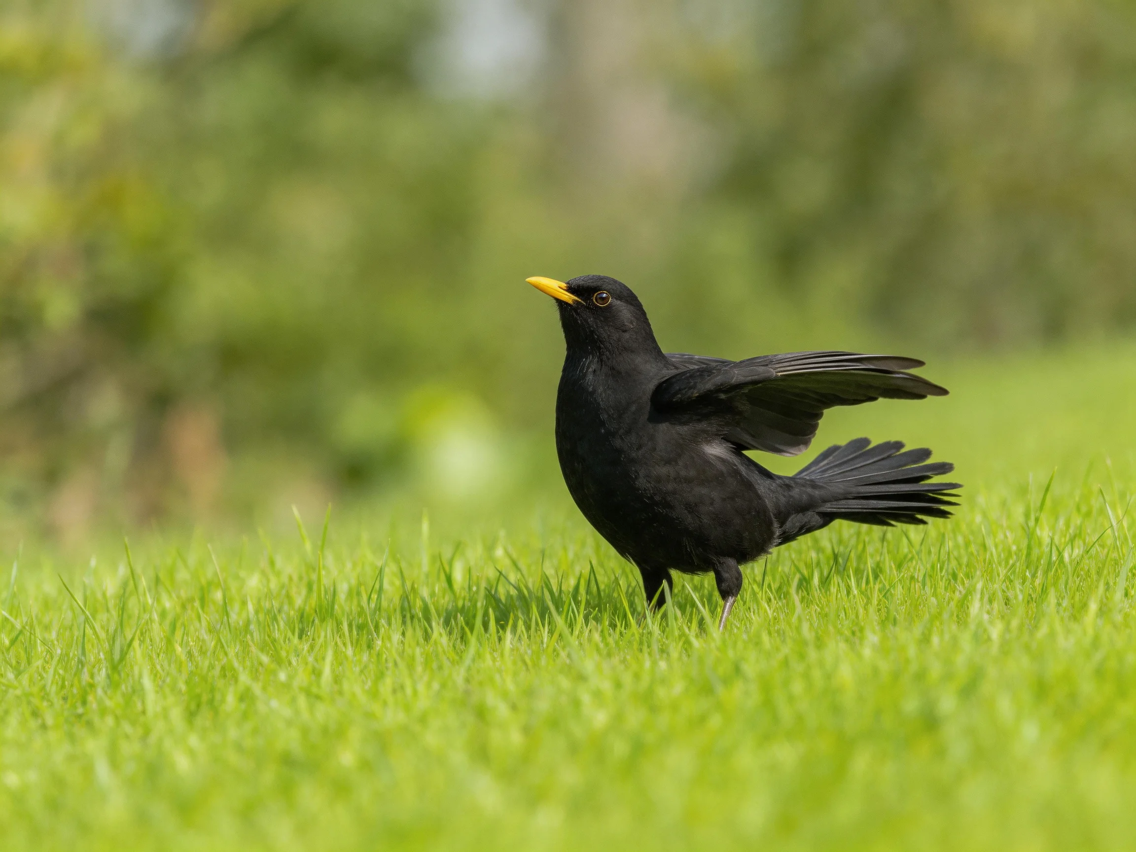 A black bird with a yellow beak stands on green grass