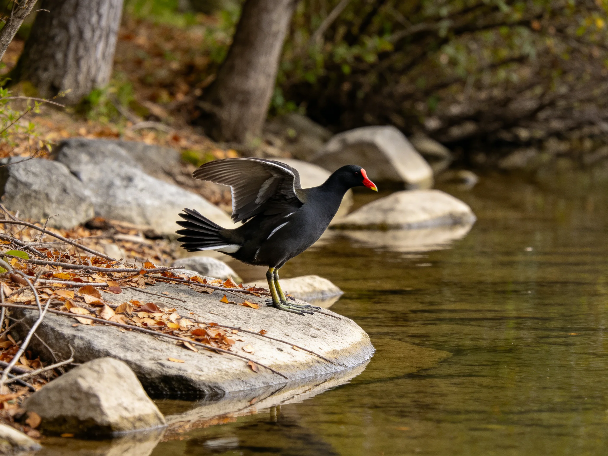 A black bird with a red beak stands near rocks by calm water.