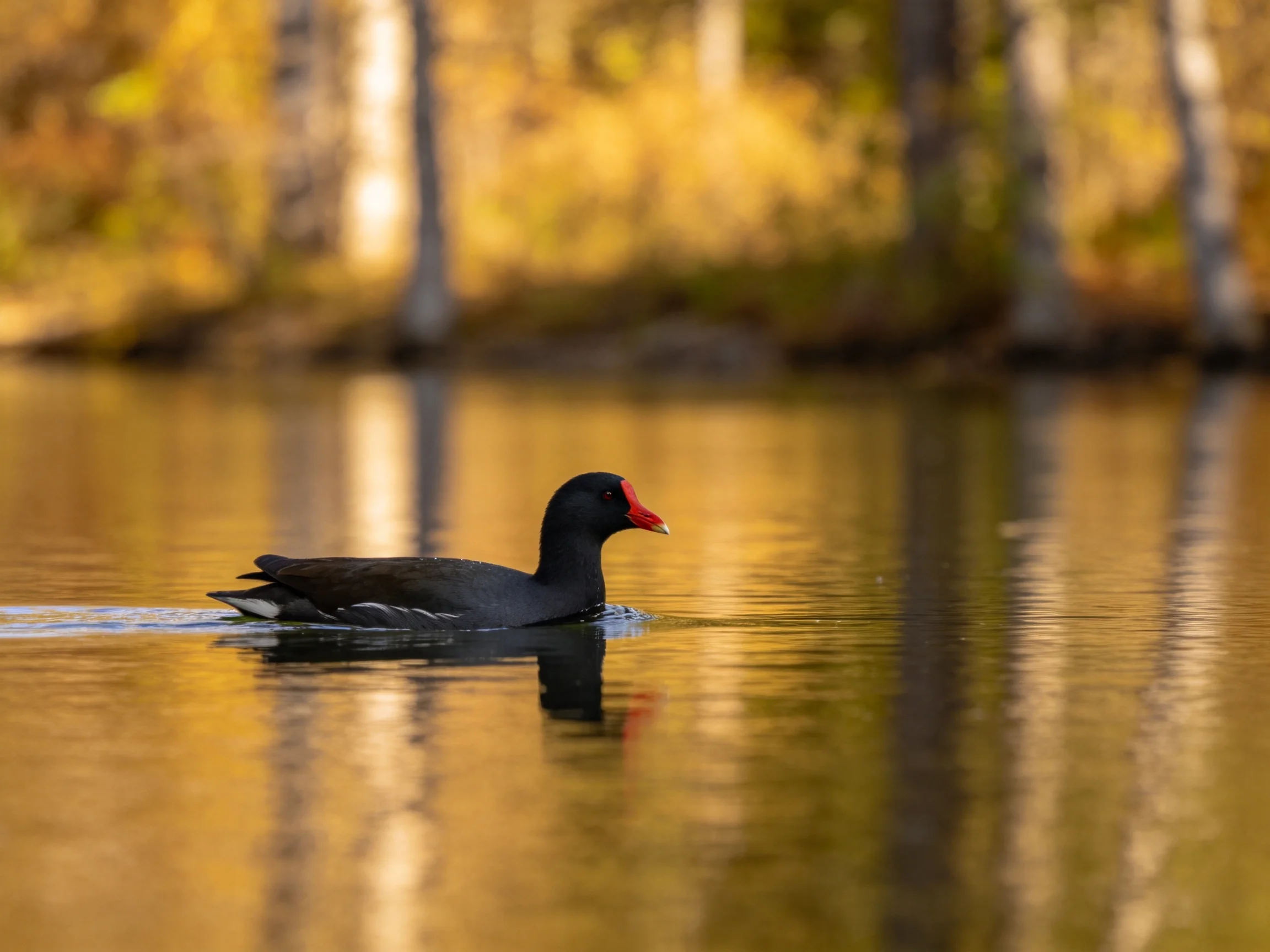 A black bird with red beak swims in golden water near autumn trees