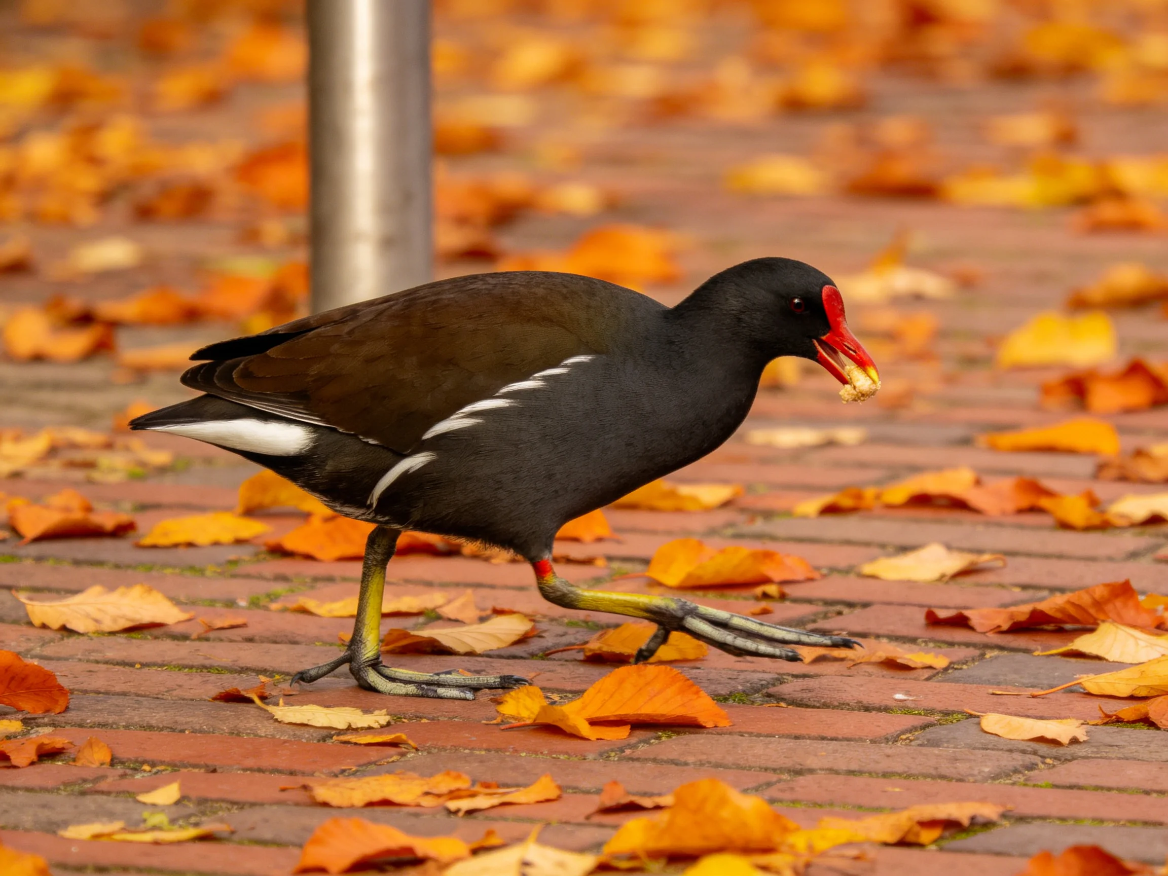 A black bird with red facial shield walks among autumn leaves on brick pavement