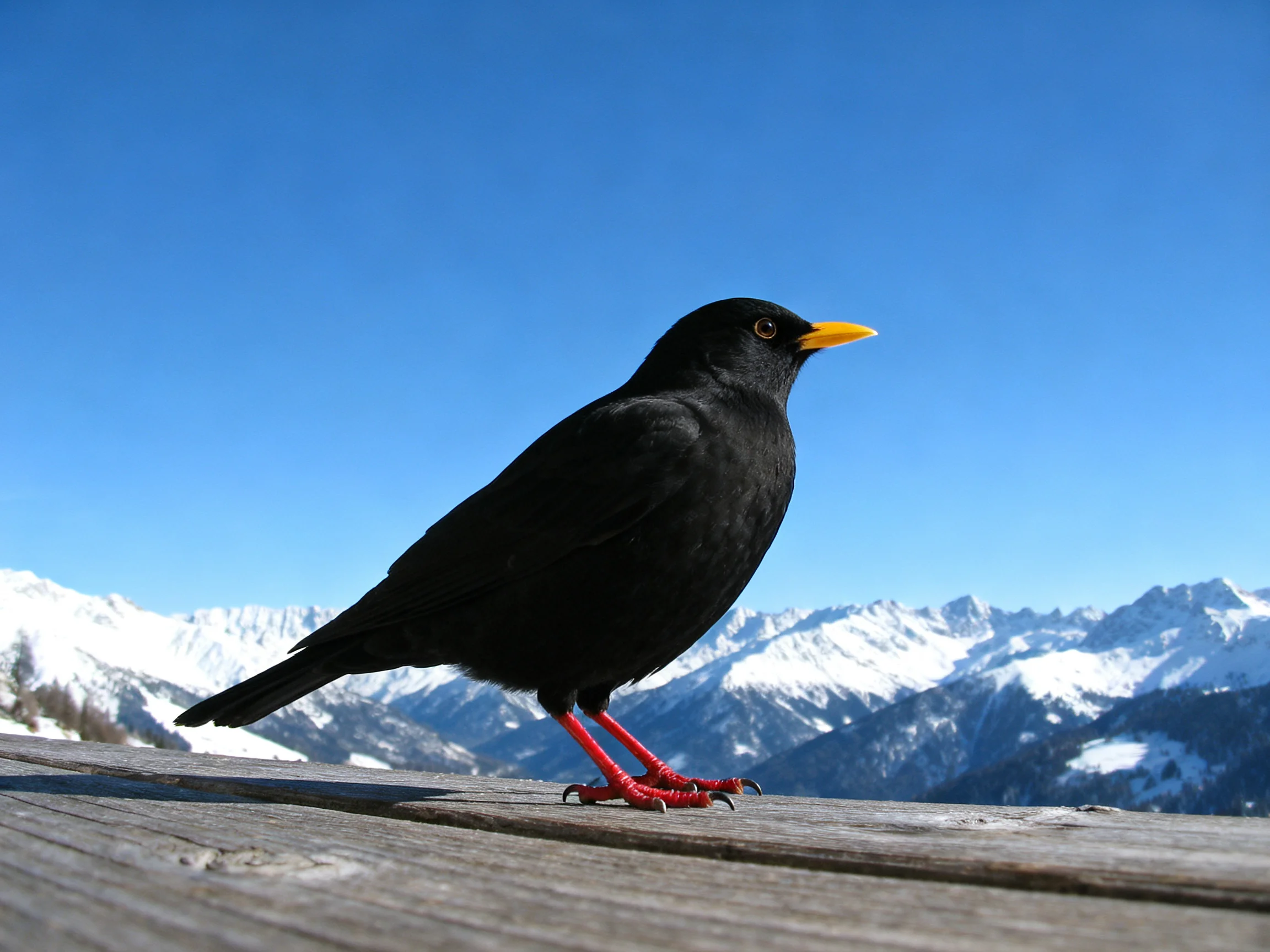 A black bird with red legs perched on wood by snow - capped mountains