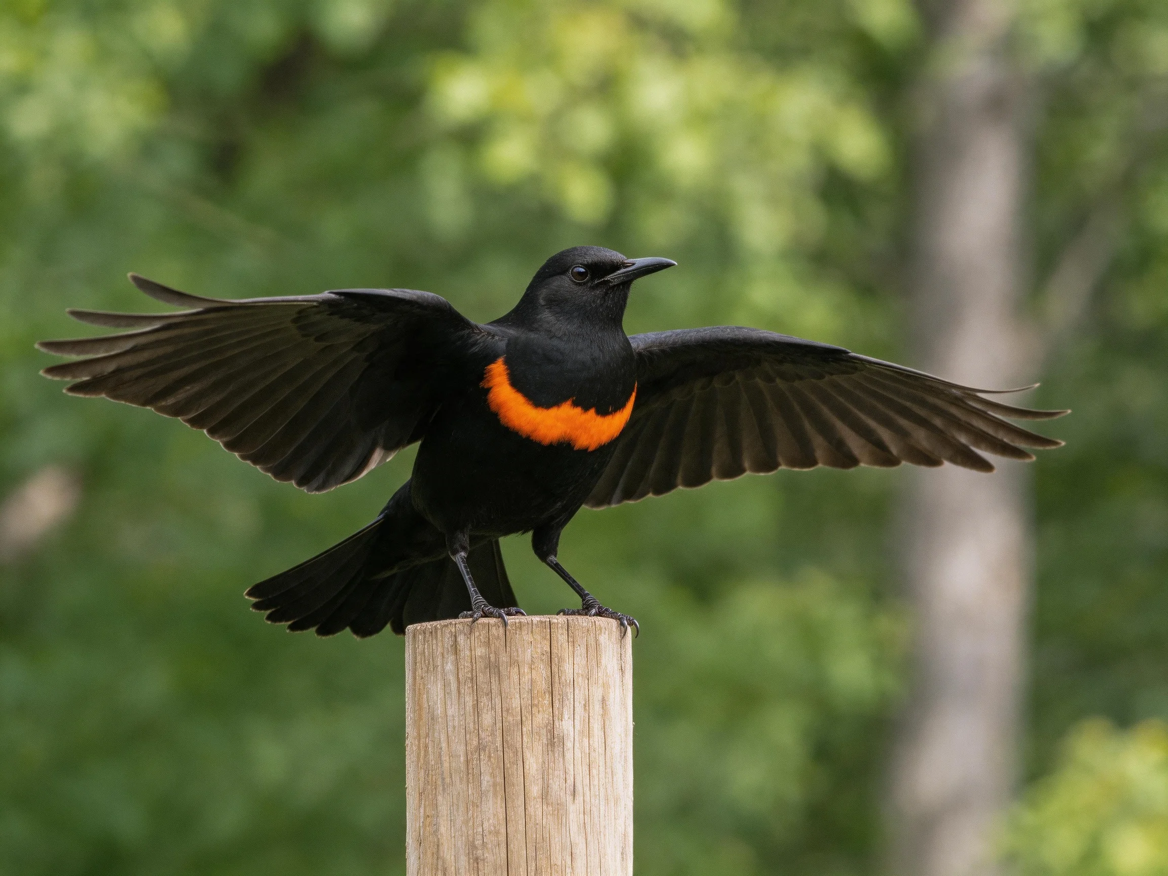 A black bird with an orange chest spreads its wings atop a wooden post.