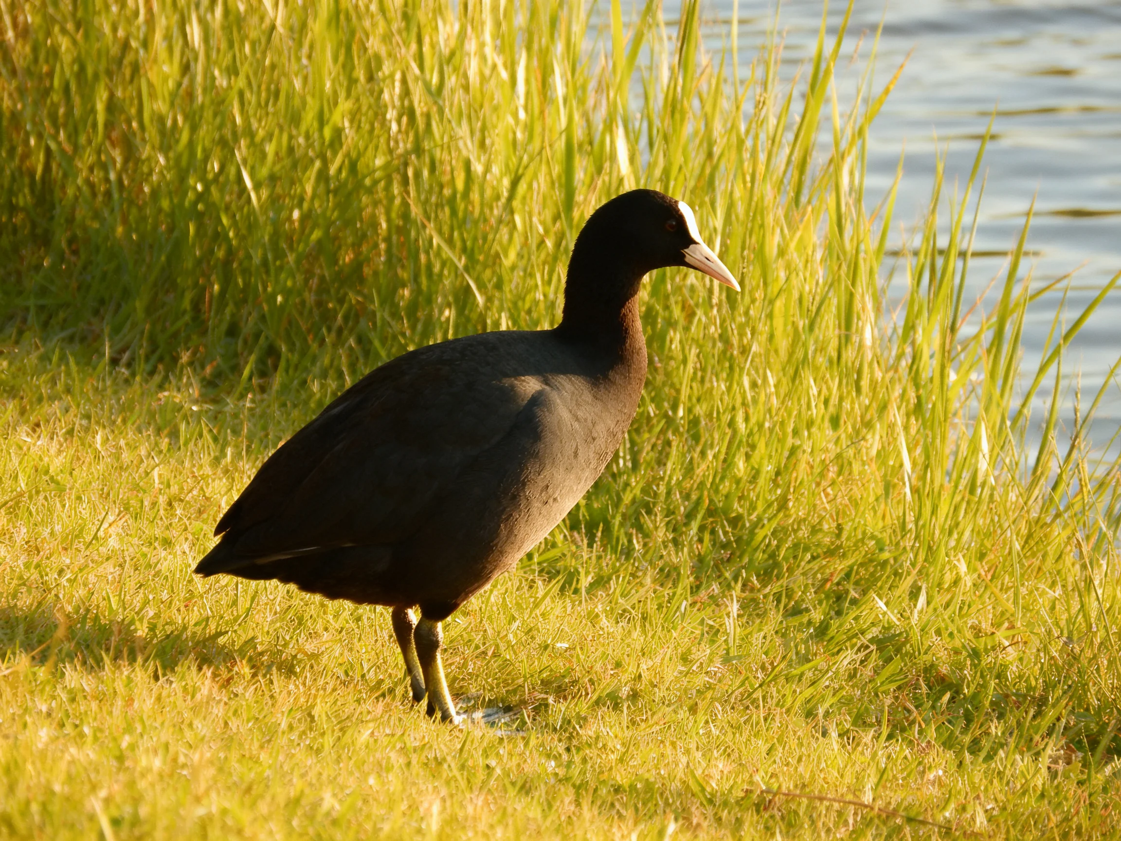 A black bird with white markings near golden-green reeds by water