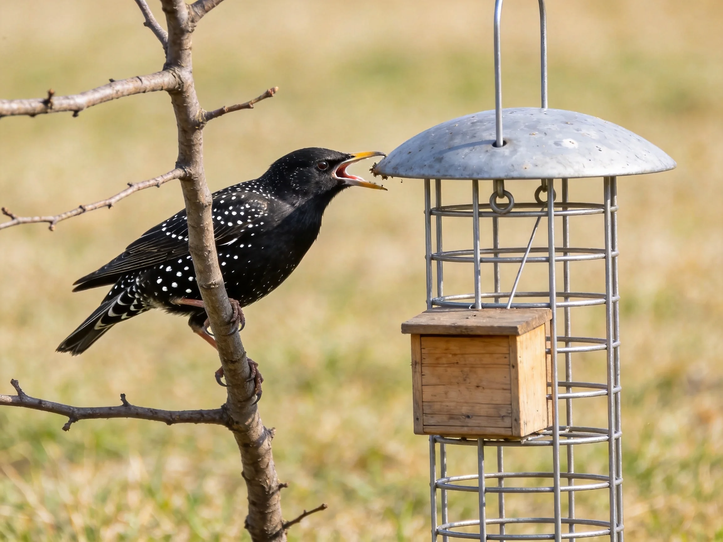 A black bird with white spots feeding from a metal cage feeder