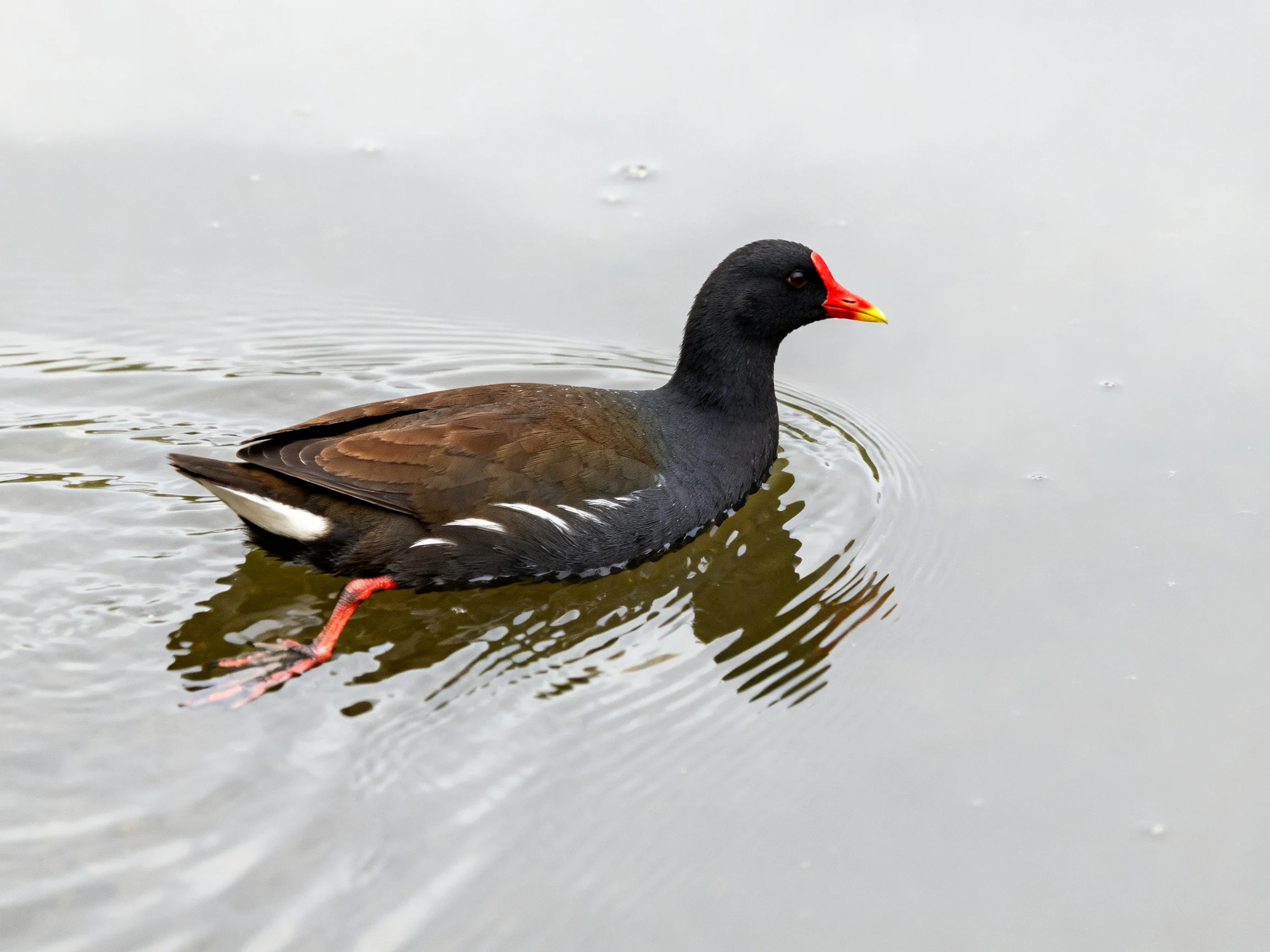 A black-brown waterbird swims in calm gray waters