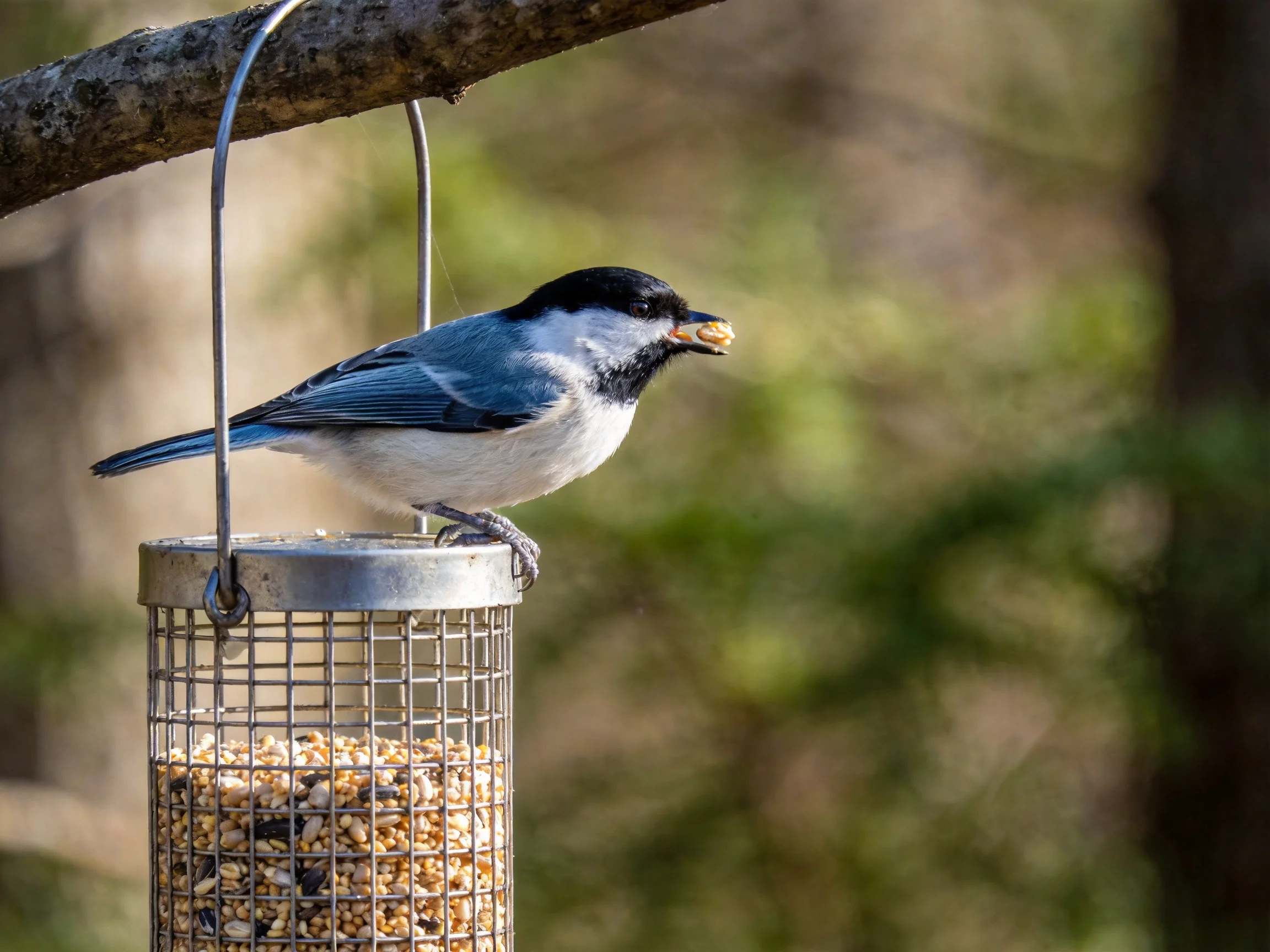 A black-capped bird perches on a metal seed feeder