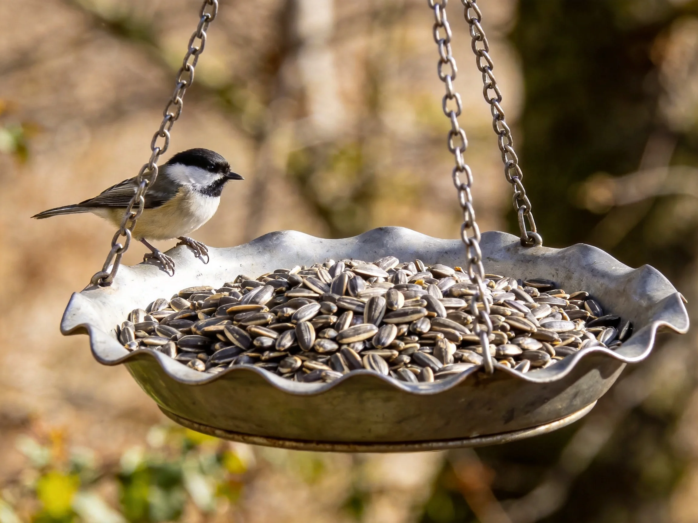 A black-capped bird perches on a metal seed-filled hanging feeder
