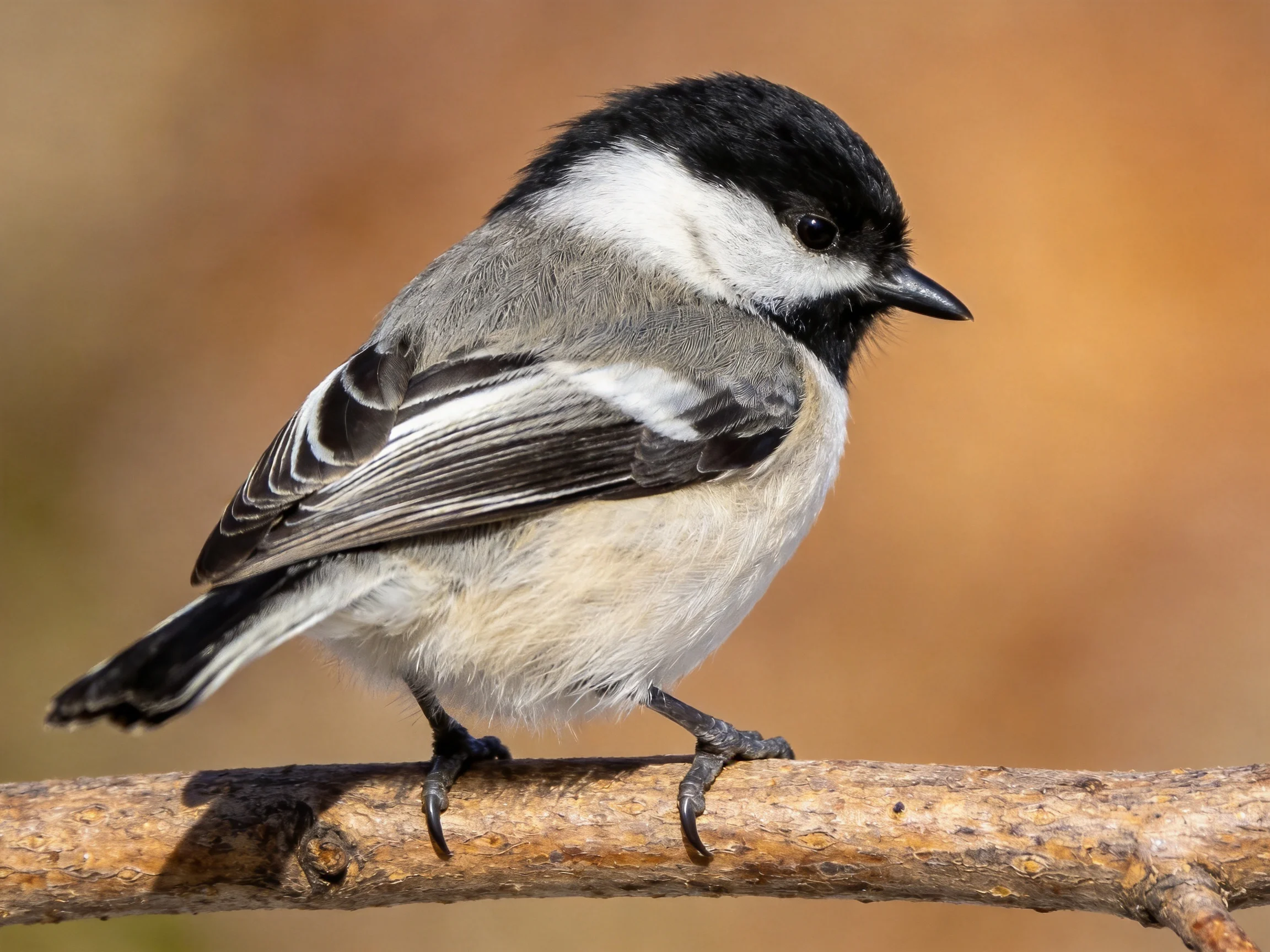 A black-capped bird with gray wings perches on a brown branch