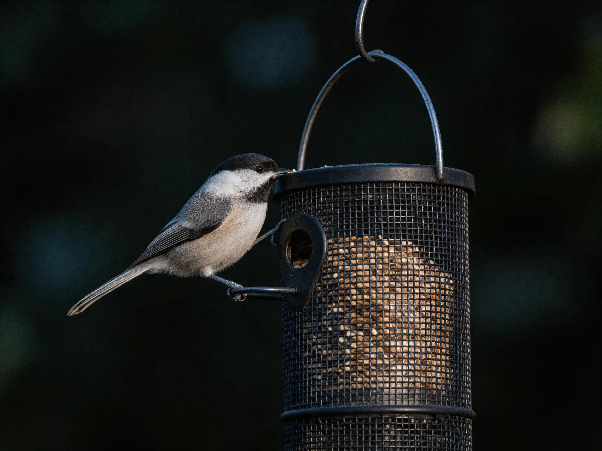A black-capped chickadee perched on a black mesh bird feeder