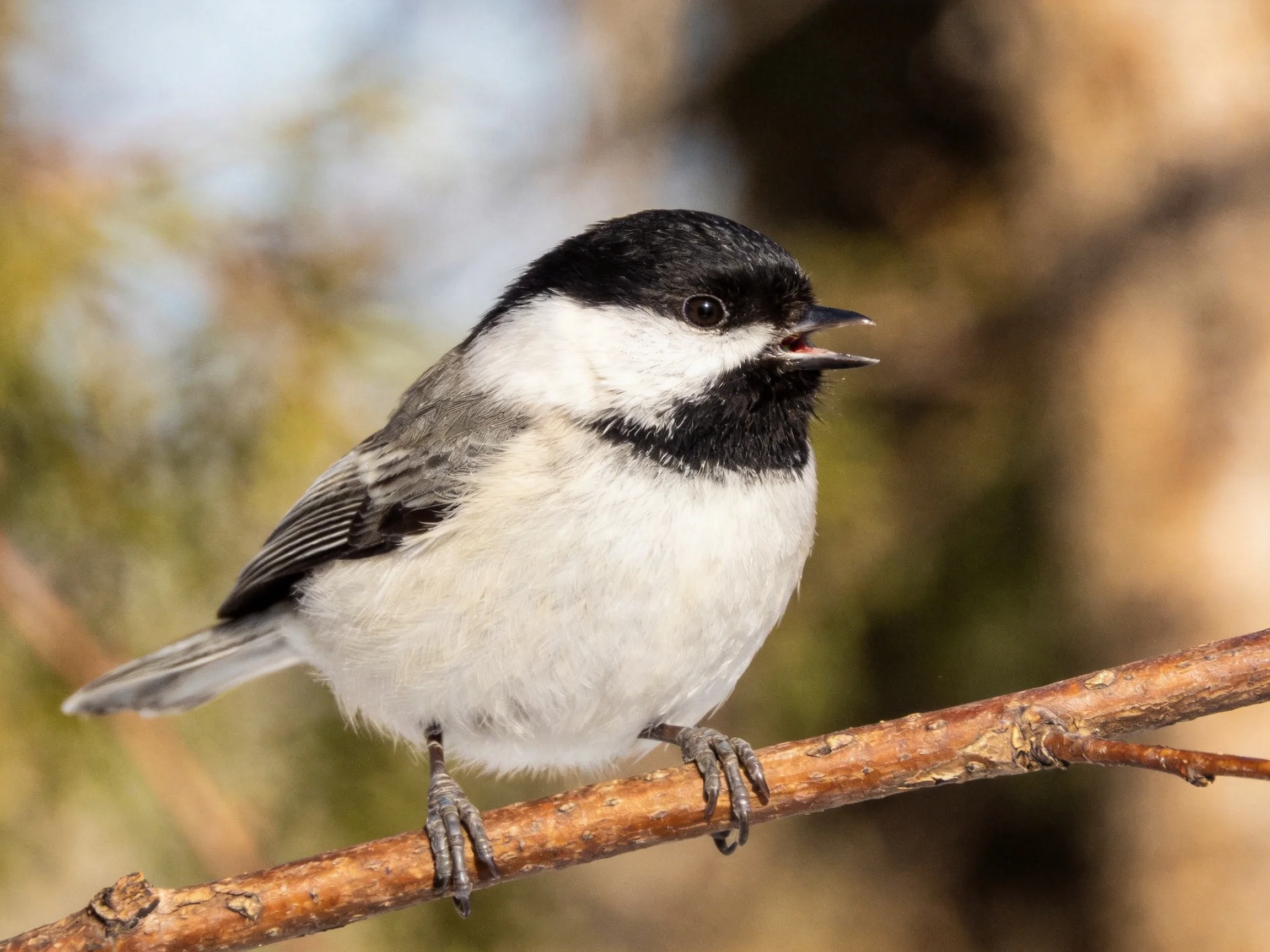 A black-capped chickadee perched on a brown tree branch