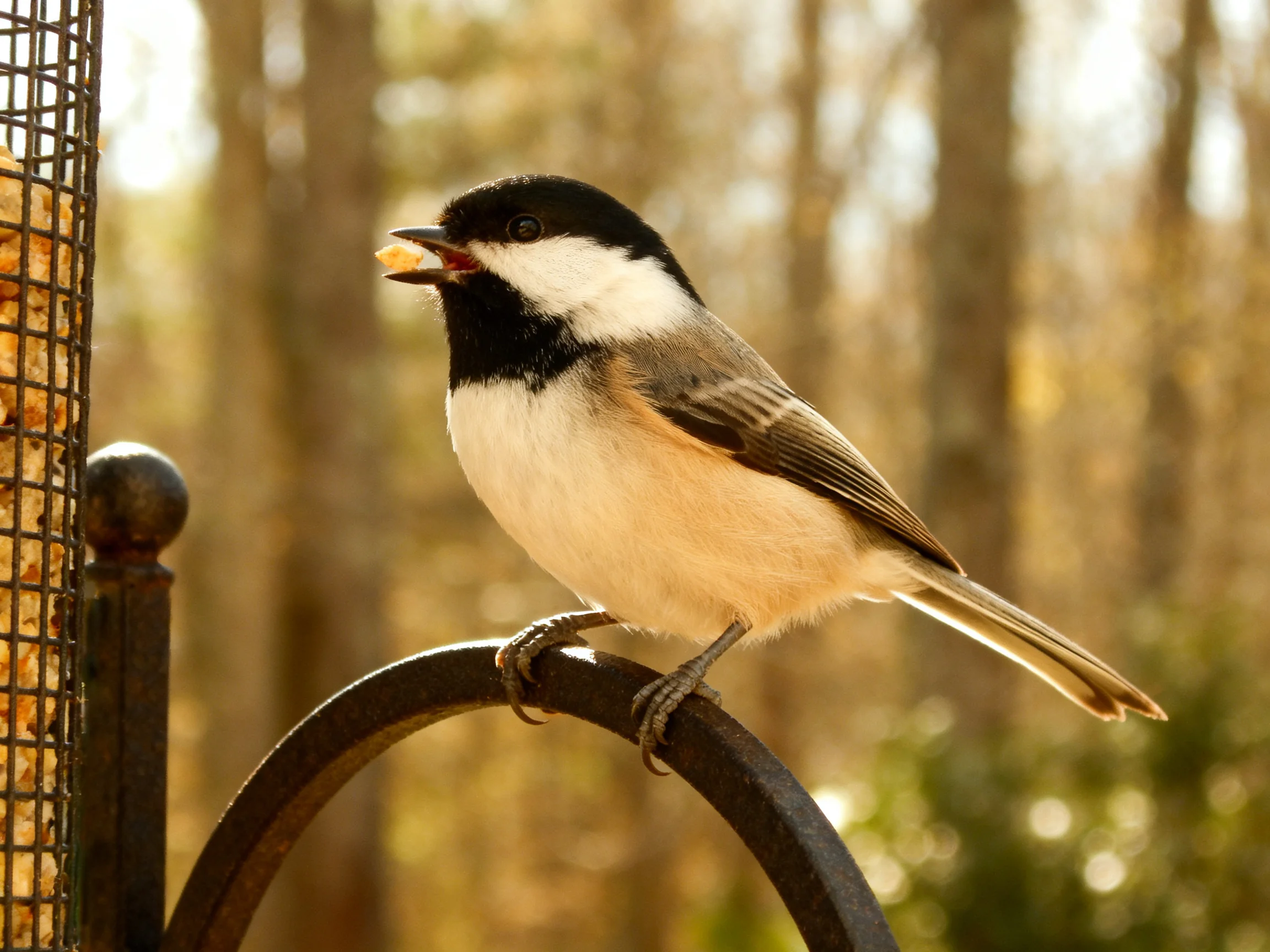 A black-capped chickadee perched on a metal ring near a seed feeder