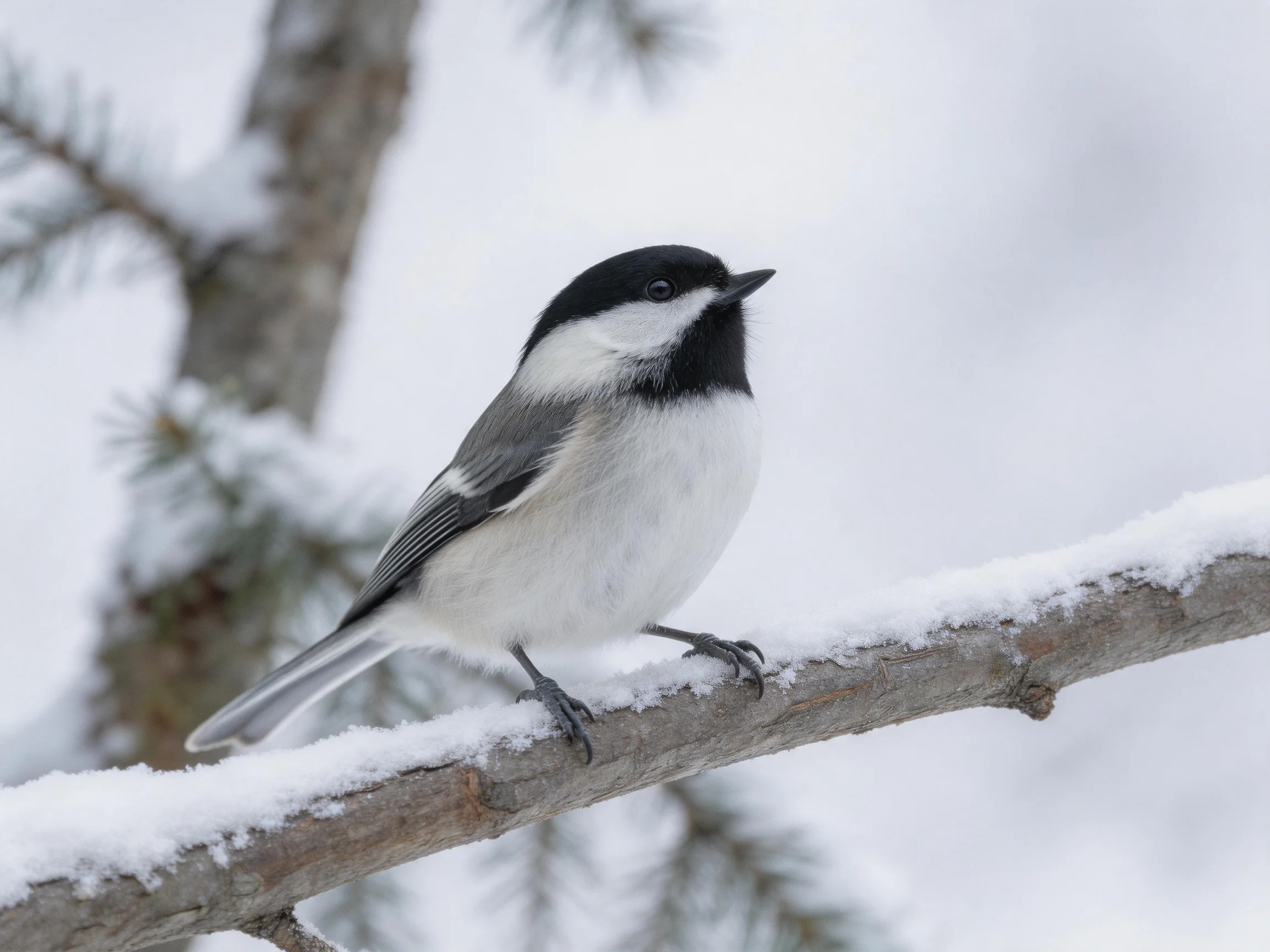 A black-capped chickadee perches on a snow-dusted pine branch
