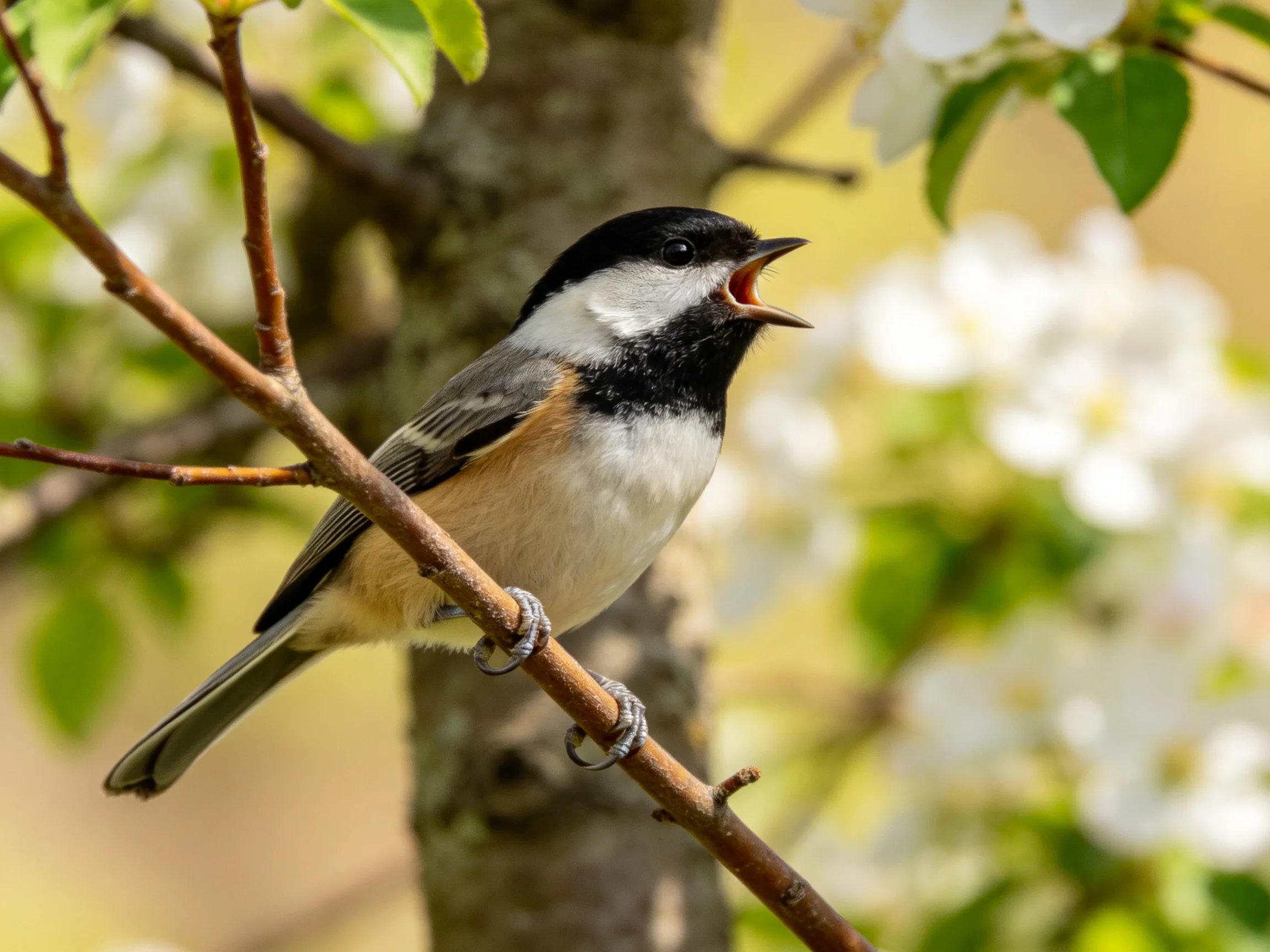 A black-capped chickadee sings on a flowering branch