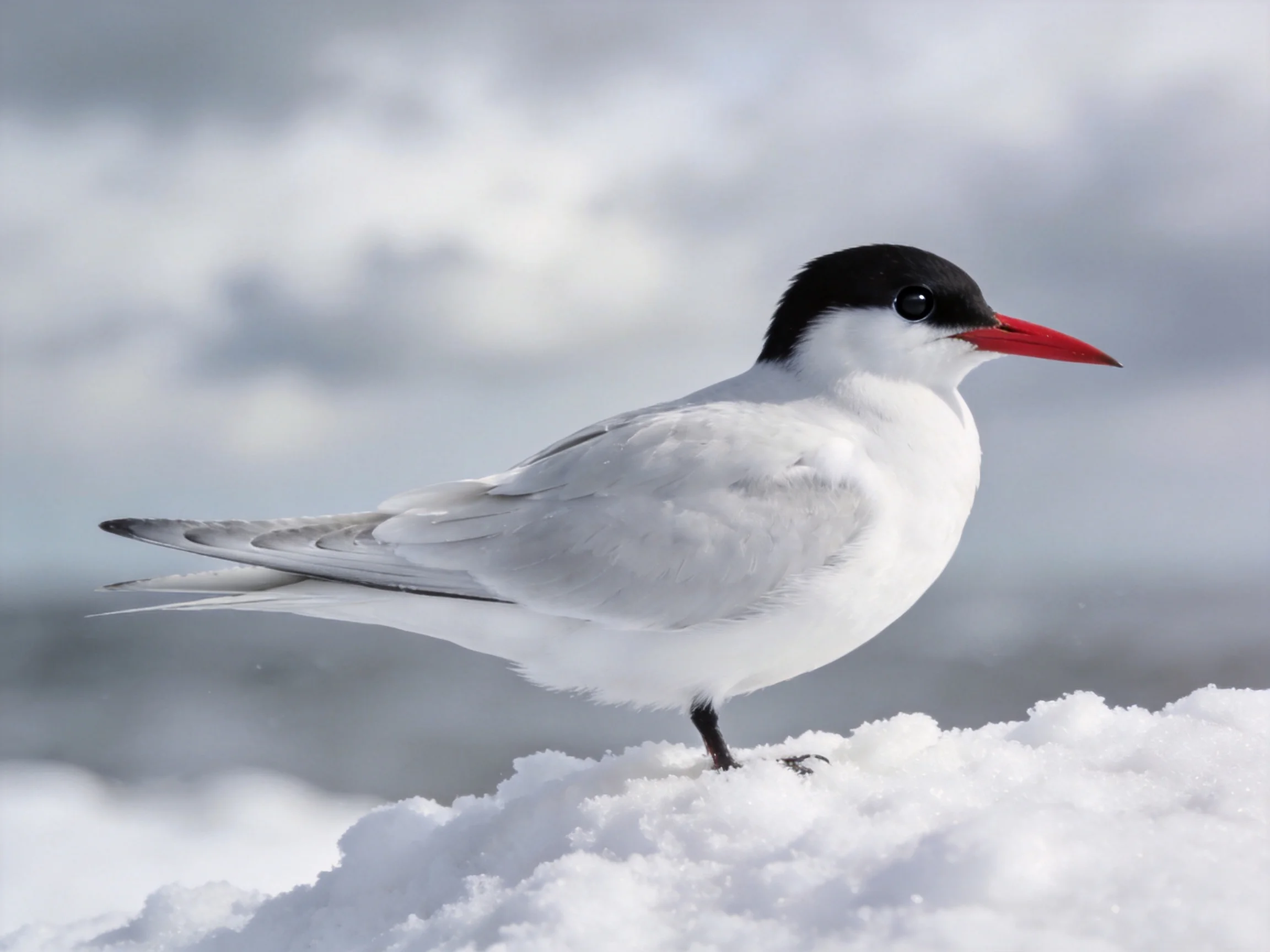 A black-capped tern with red beak on snowy terrain