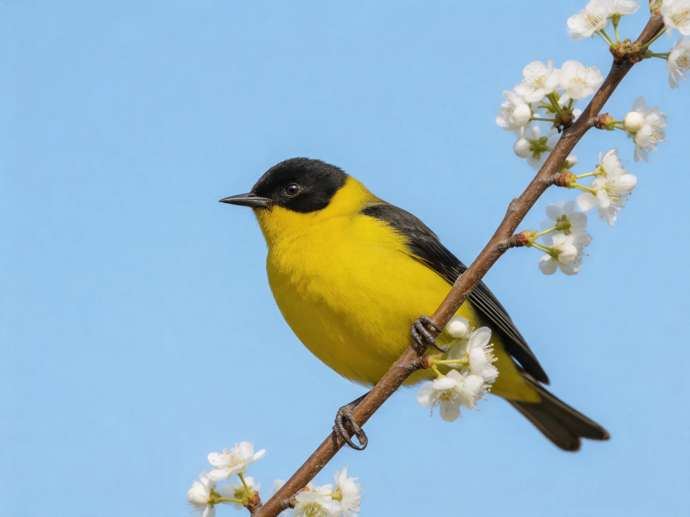 A black-capped yellow bird perches on a flowering branch