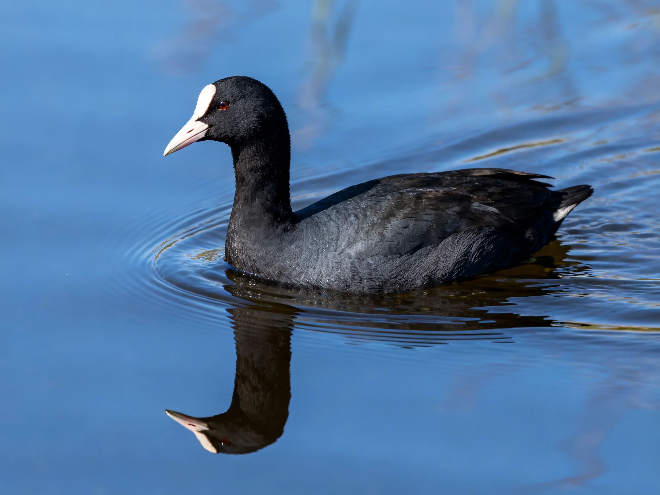 A black coot gliding on calm blue water with a clear reflection