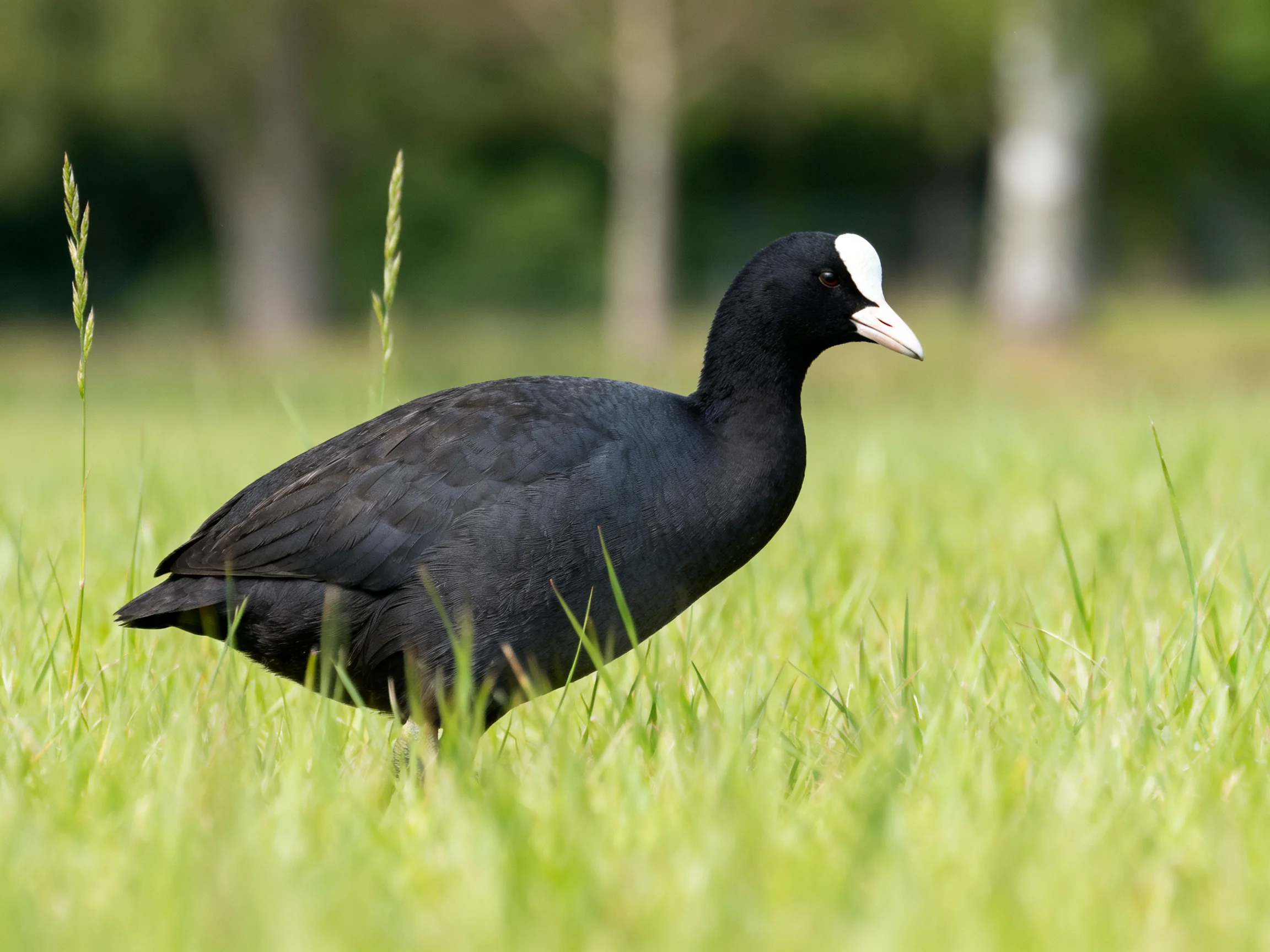 A black coot with white markings in lush green grass