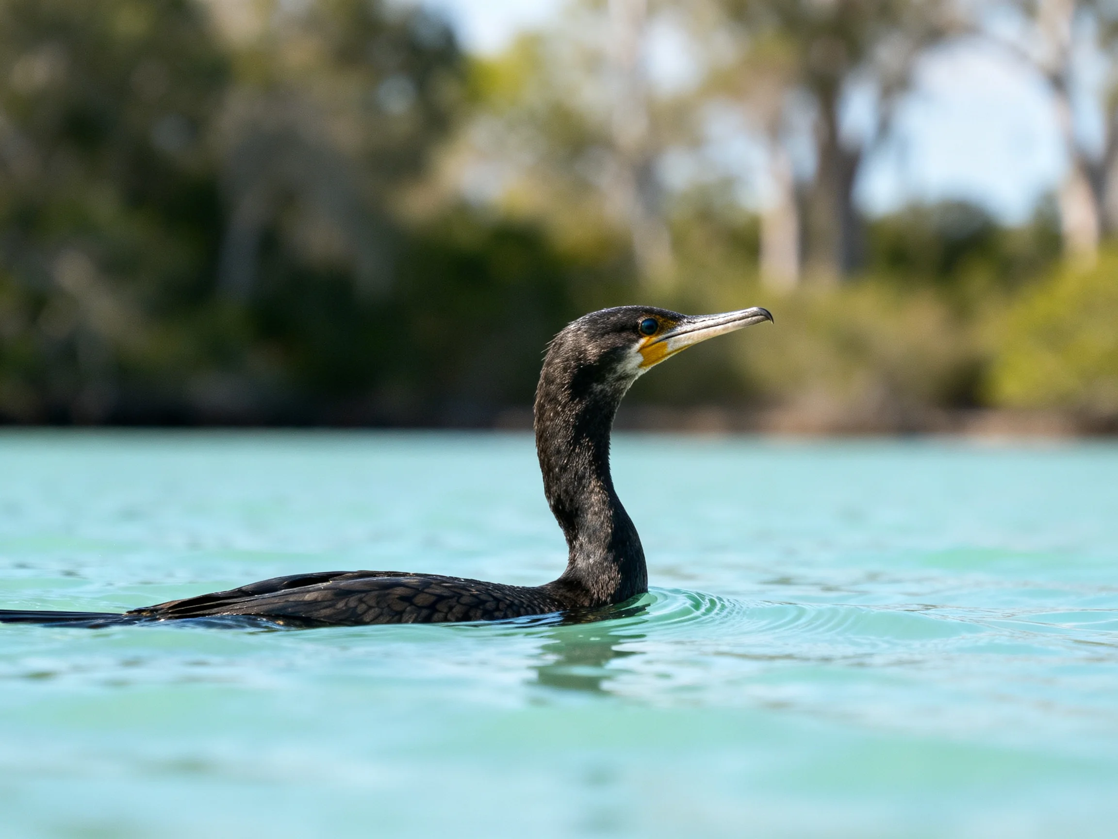 A black cormorant glides on turquoise water near green trees