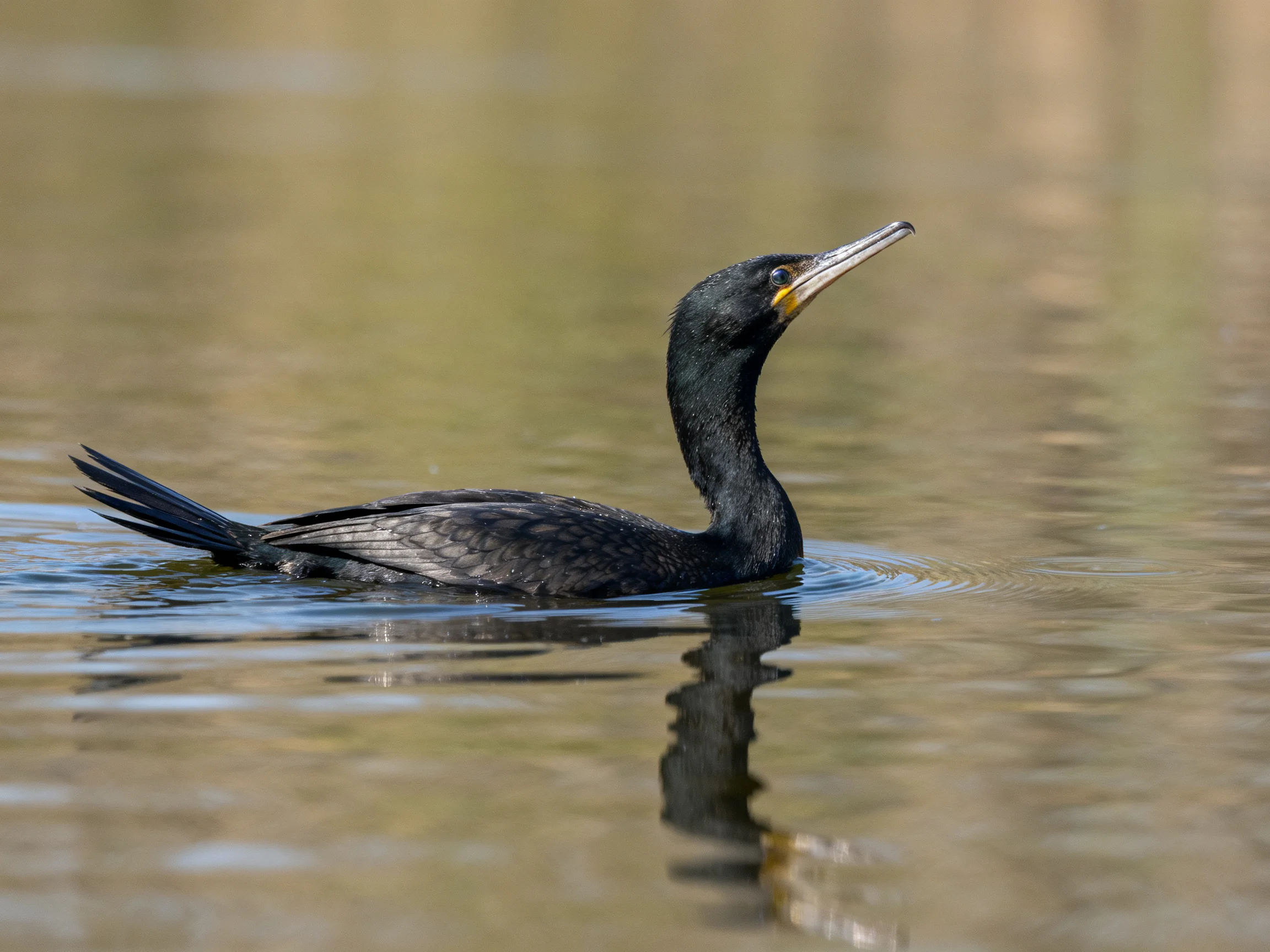 A black cormorant gliding on calm brown water