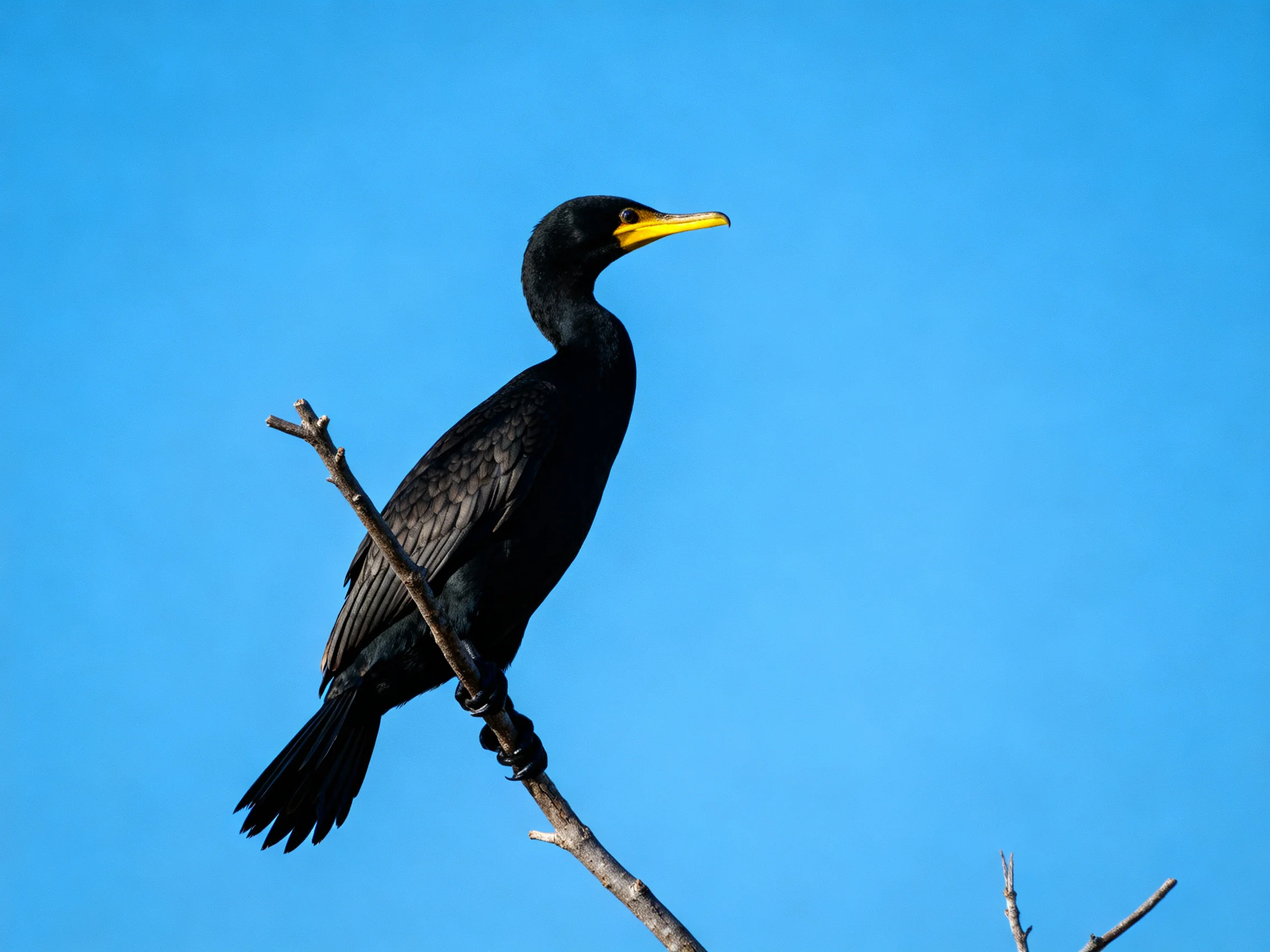 A black cormorant perched on a bare tree branch against a clear blue sky