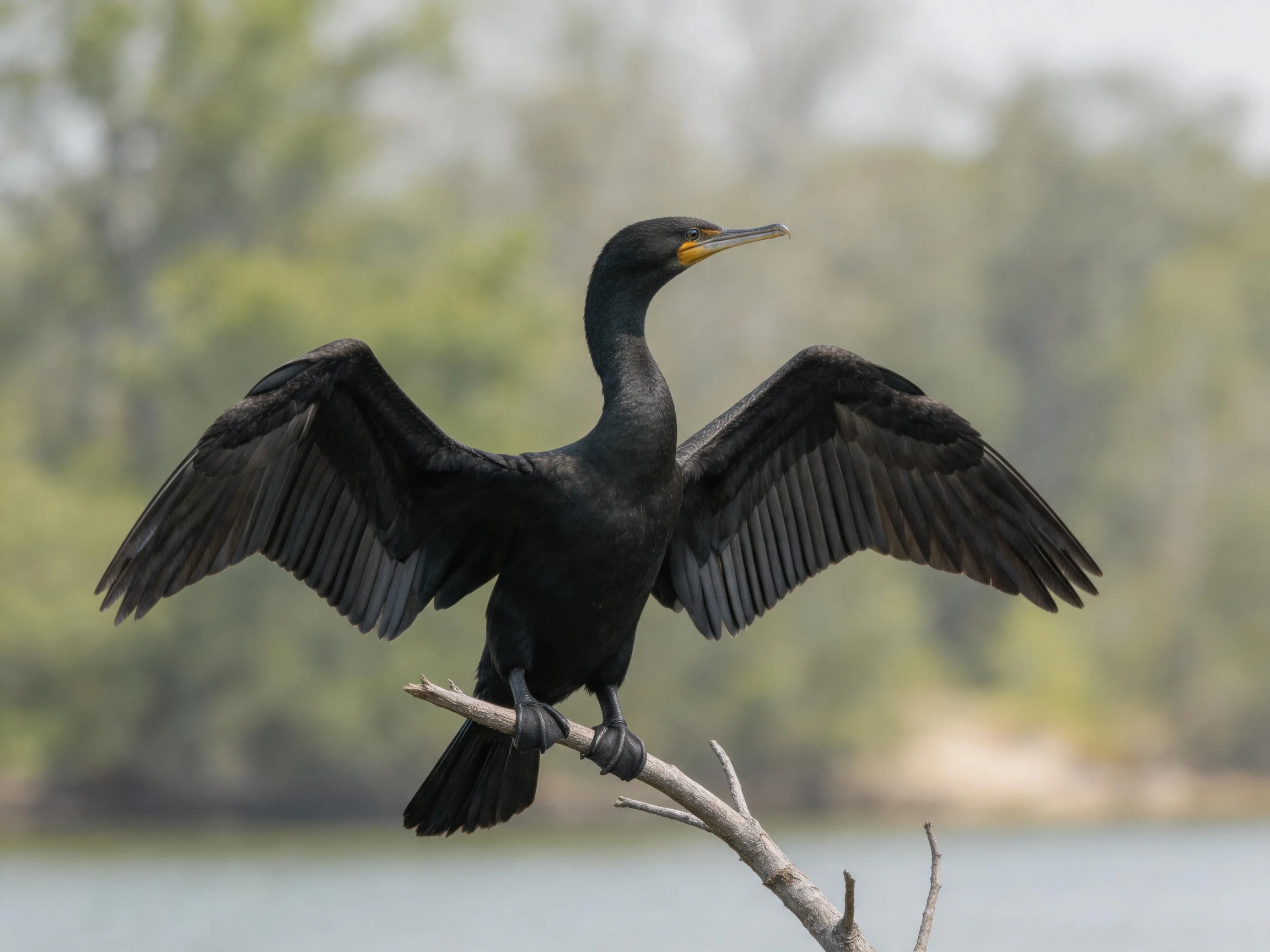 A black cormorant spreading wings on a bare tree branch by calm water