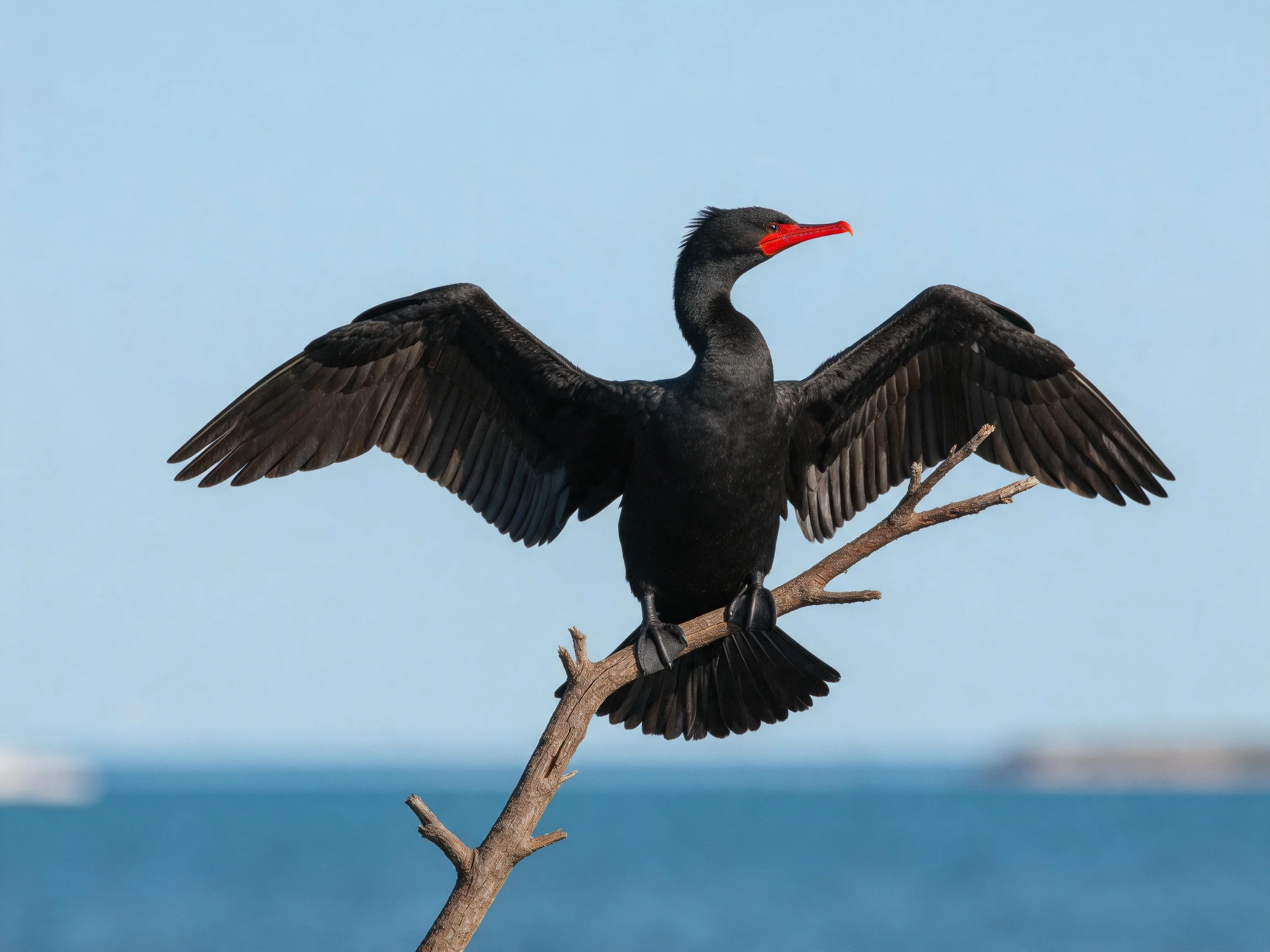 A black cormorant spreading wings on a branch near water