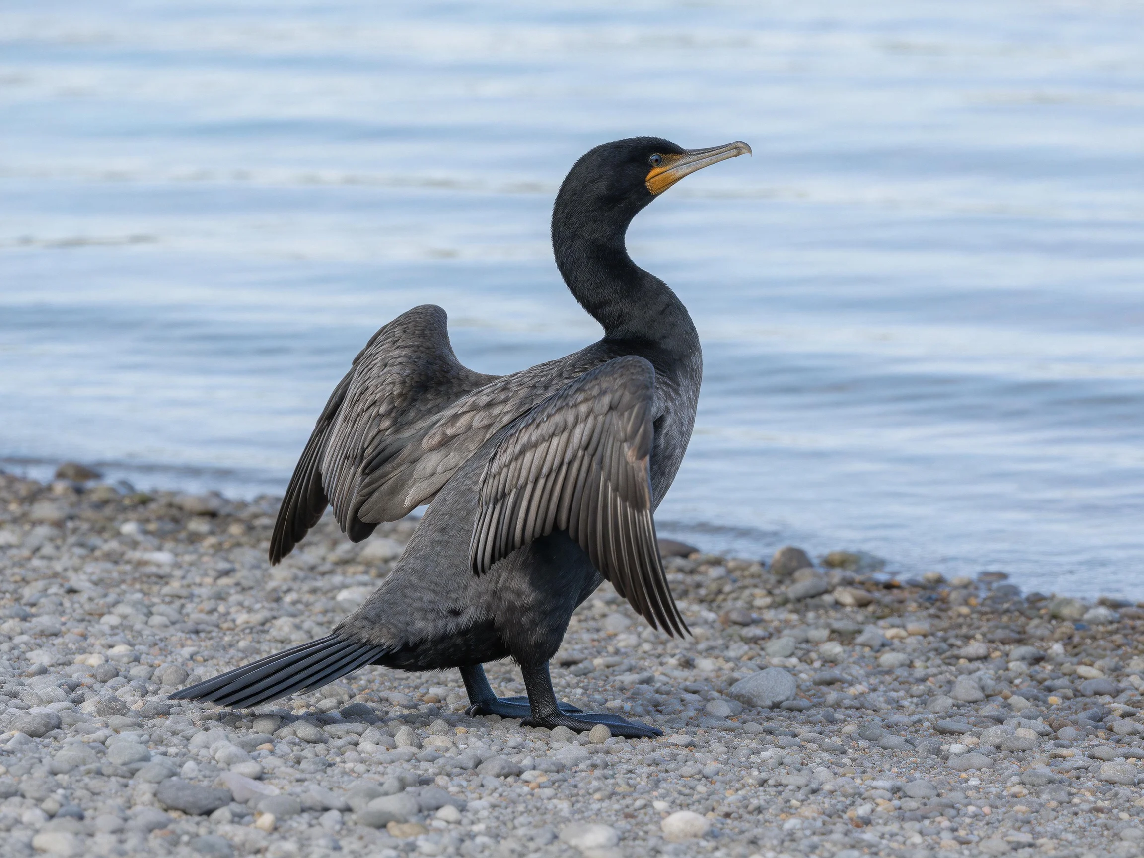 A black cormorant spreading wings on a pebbly shore