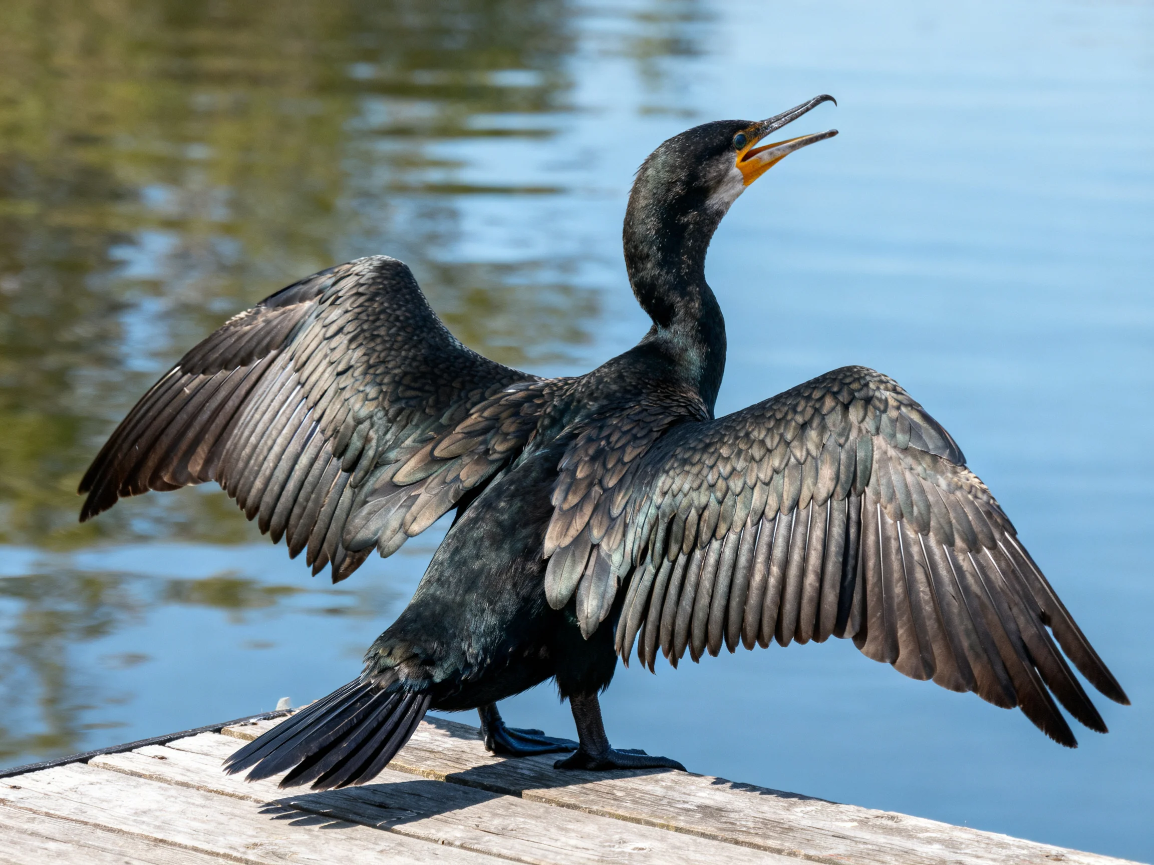 A black cormorant spreading wings on a weathered wooden dock by calm water
