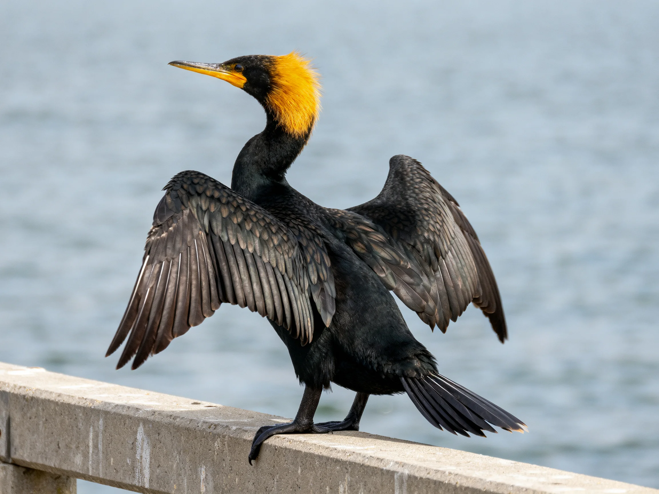 A black cormorant with golden neck spreading wings on a concrete railing