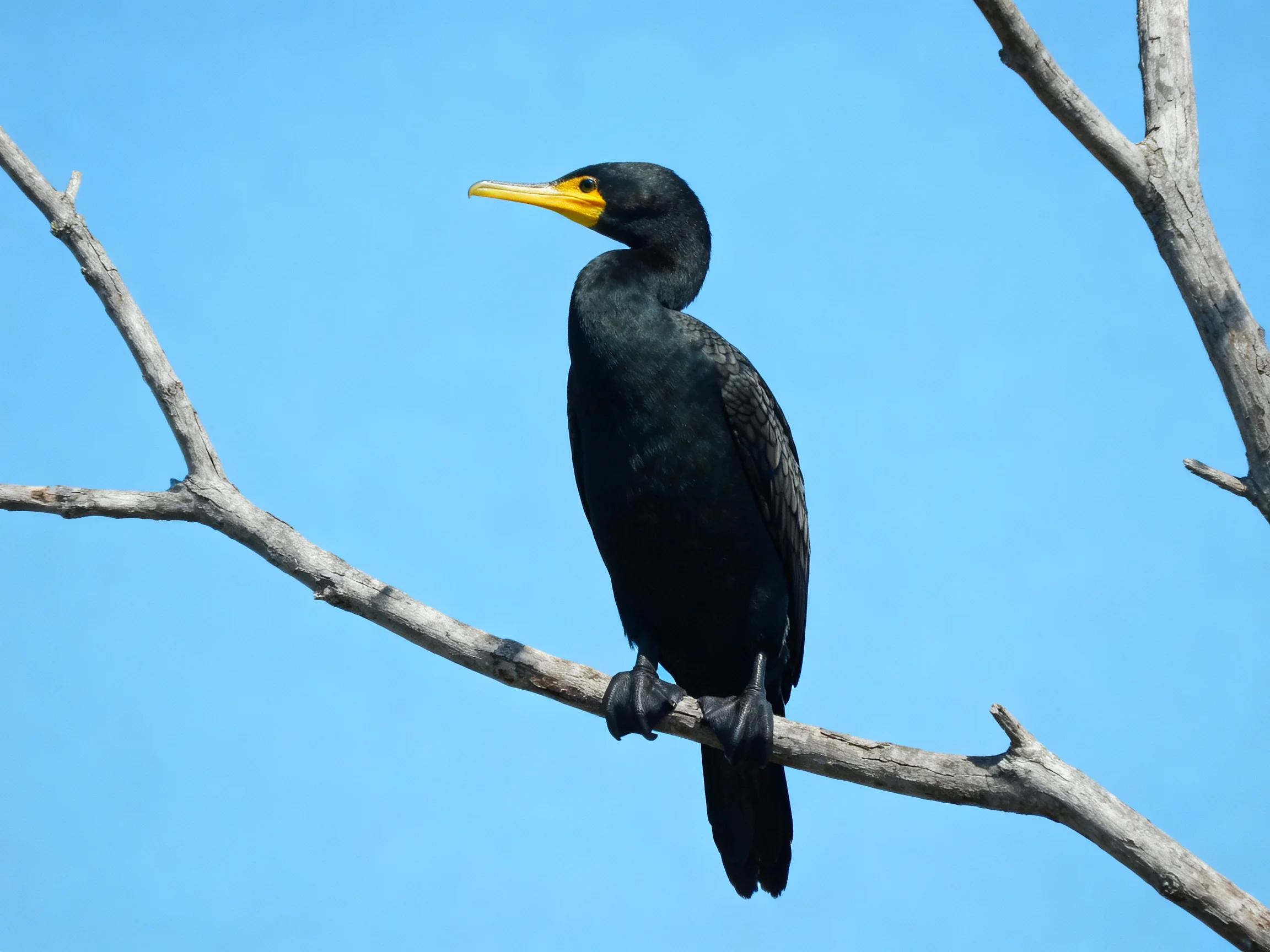 A black cormorant with yellow beak perched on a bare tree branch