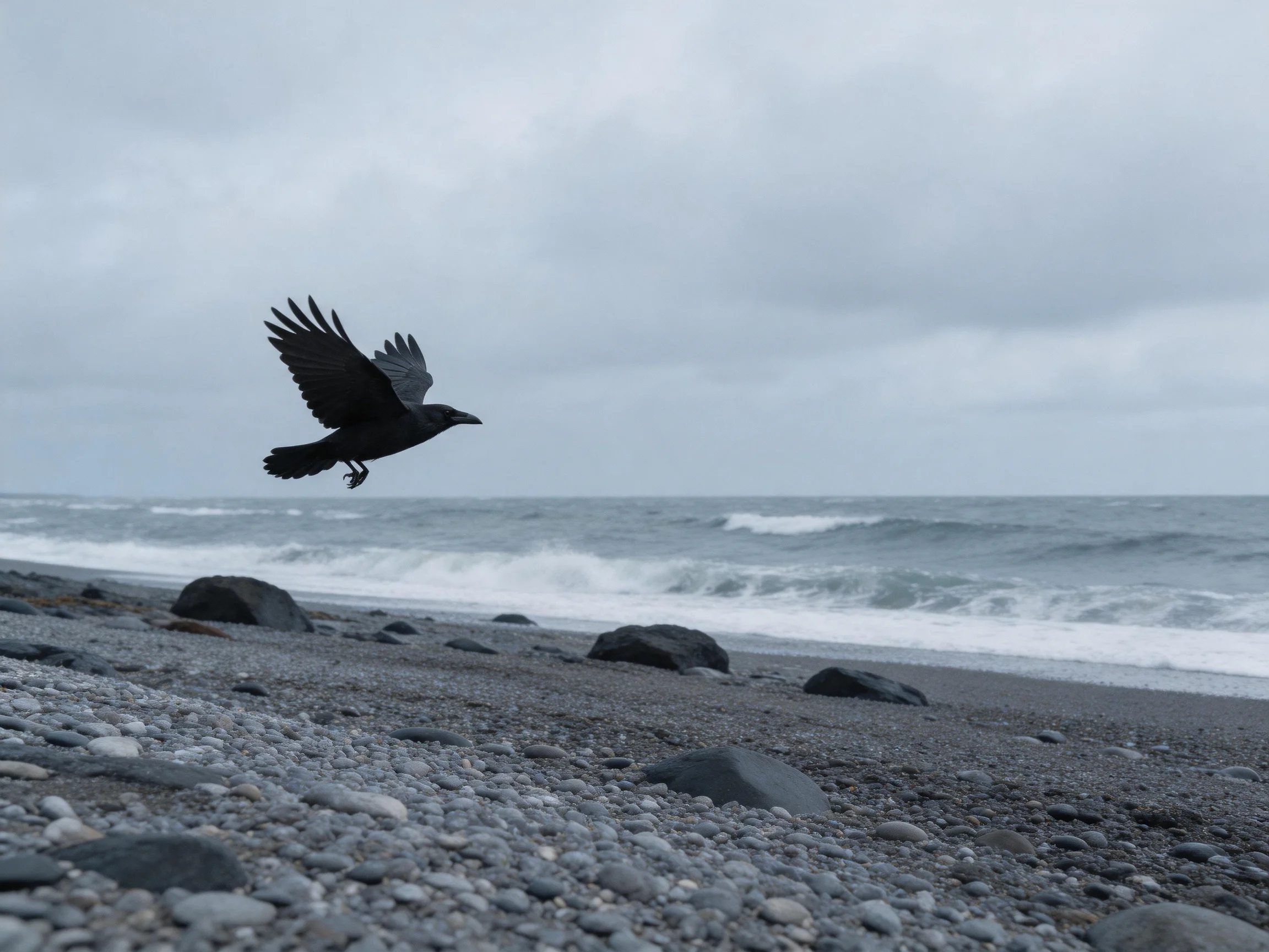 A black crow flies over a pebbly shoreline with crashing waves