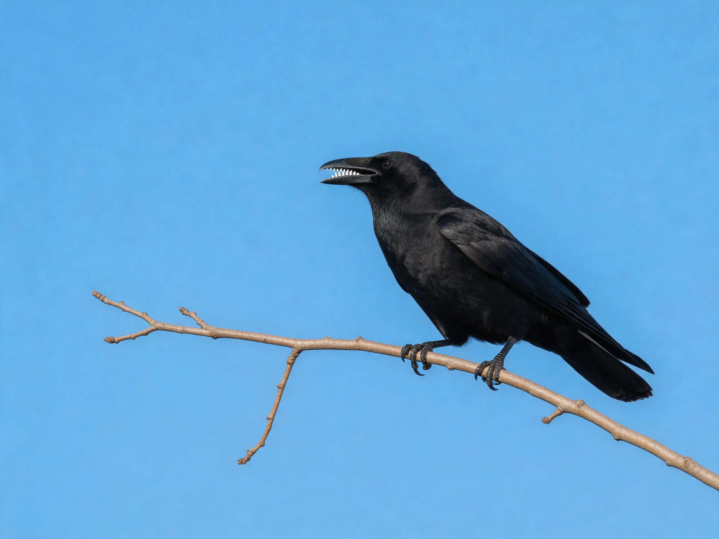 A black crow perched on a bare tree branch under clear blue sky