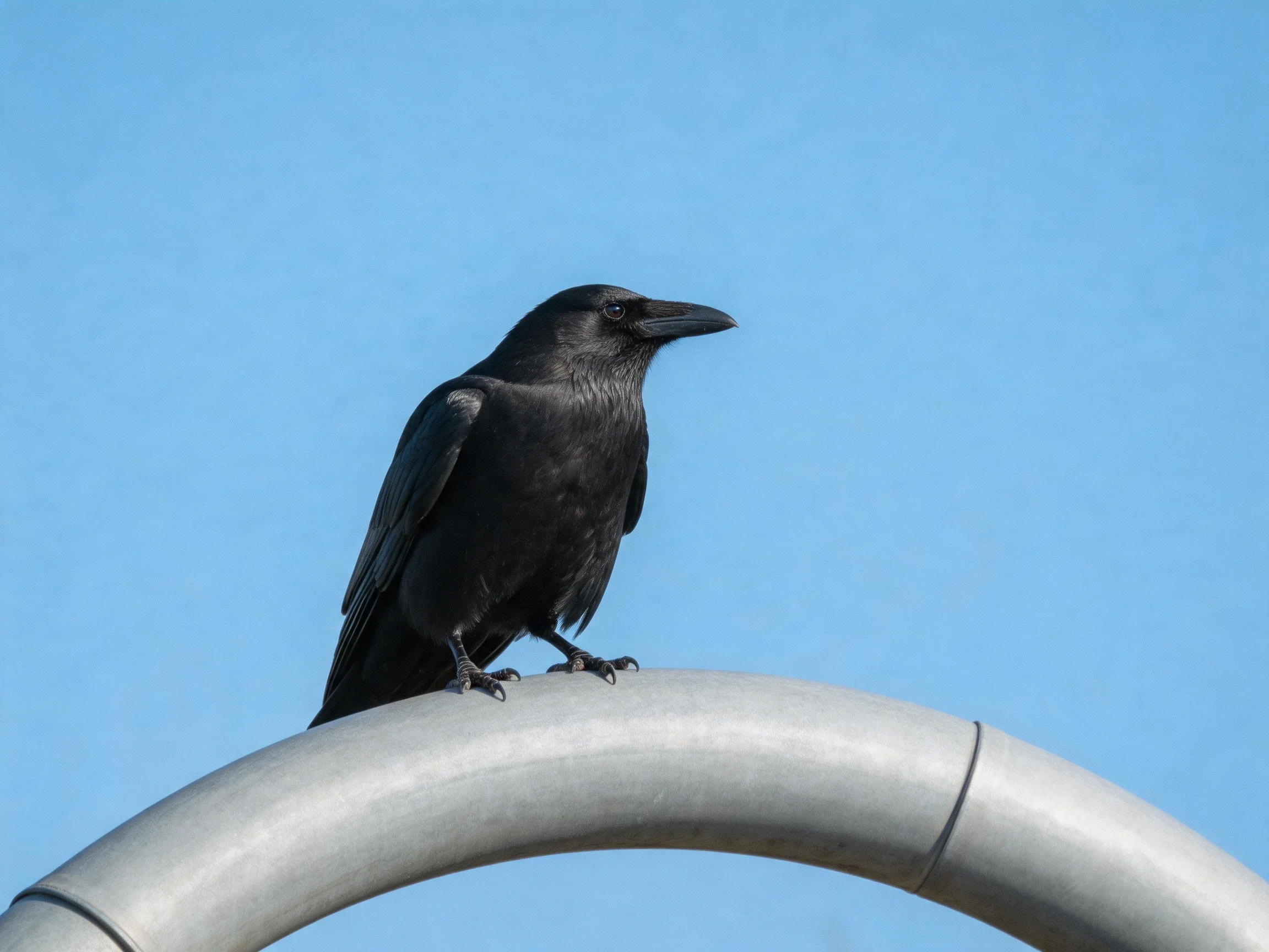 A black crow perched on a metallic curved structure under clear blue sky