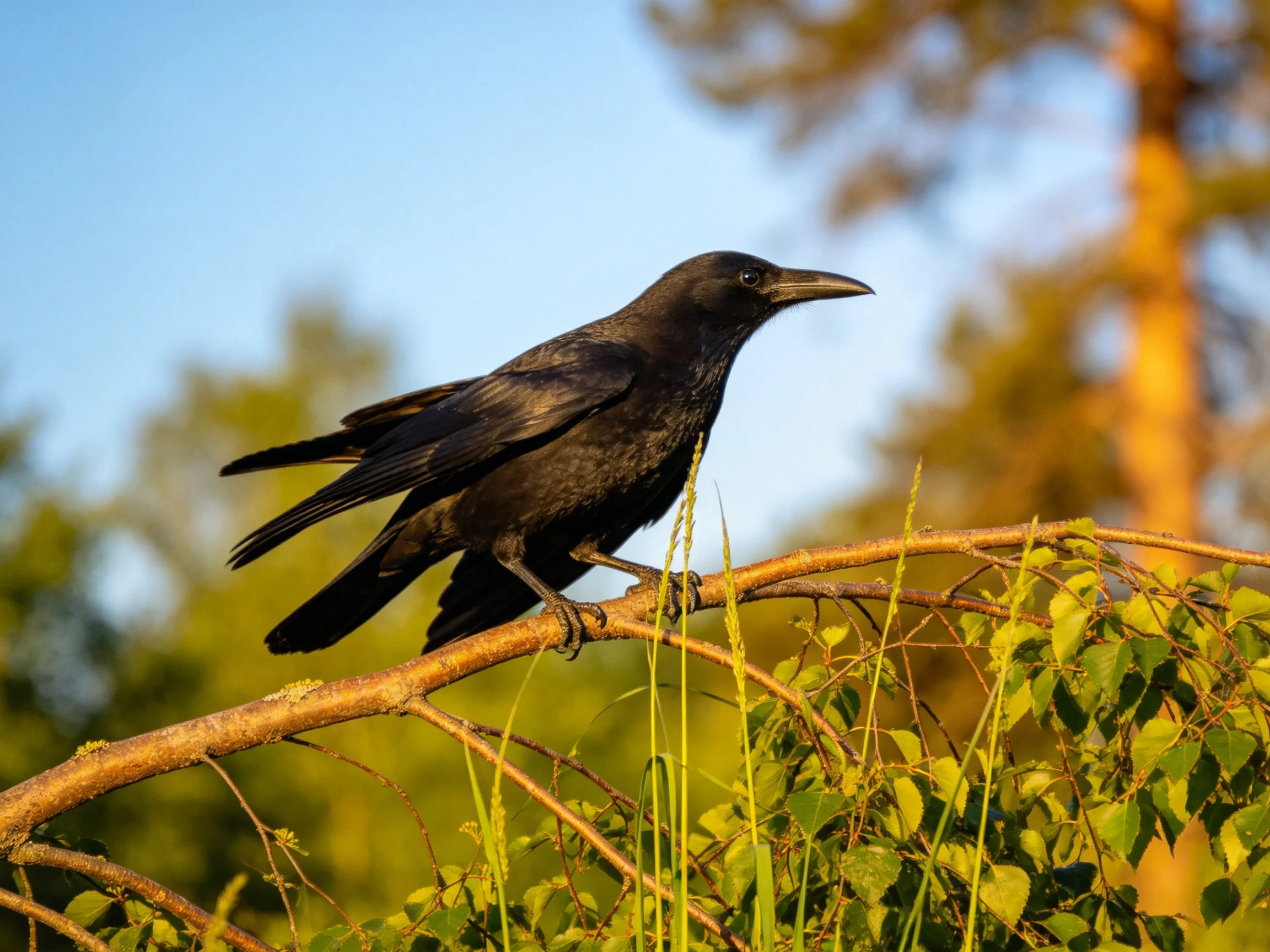 A black crow perches on a tree branch with green foliage