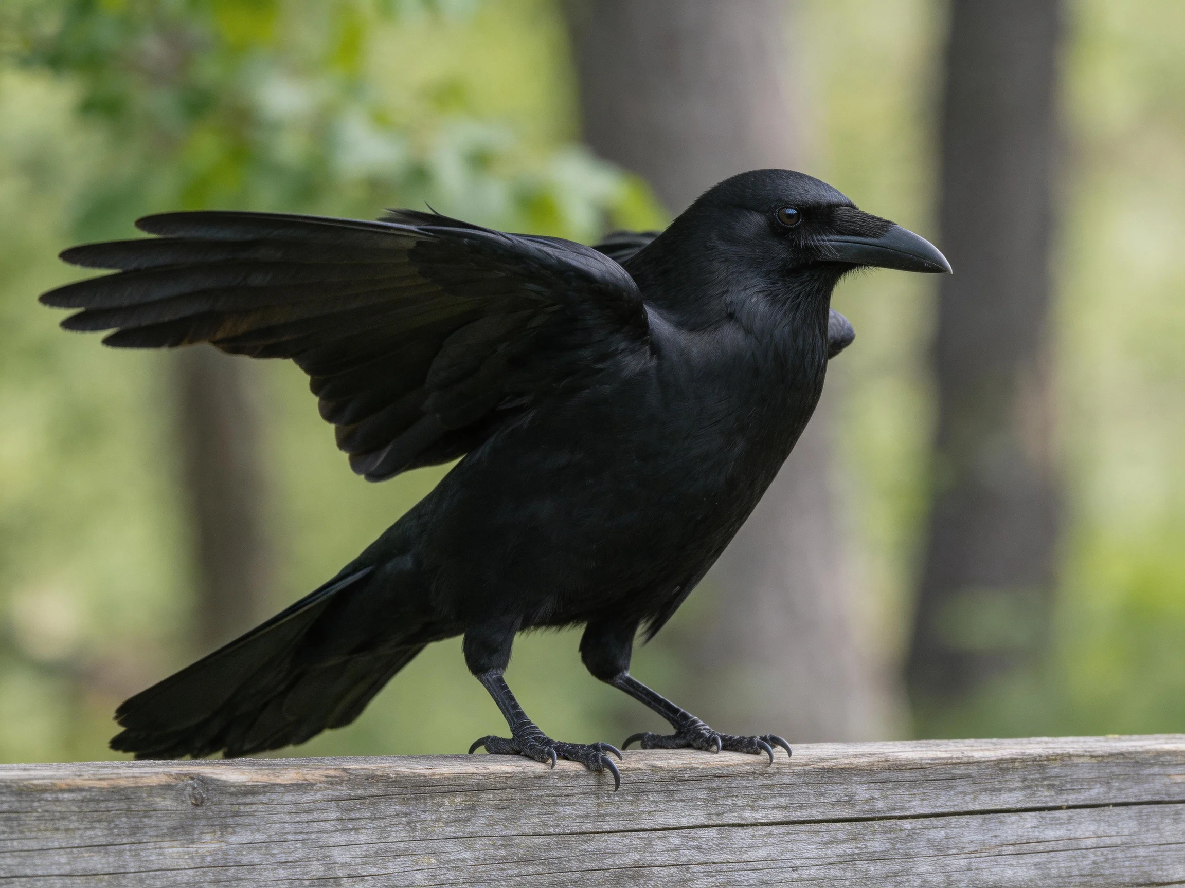 A black crow spreading wings on a wooden railing amid trees