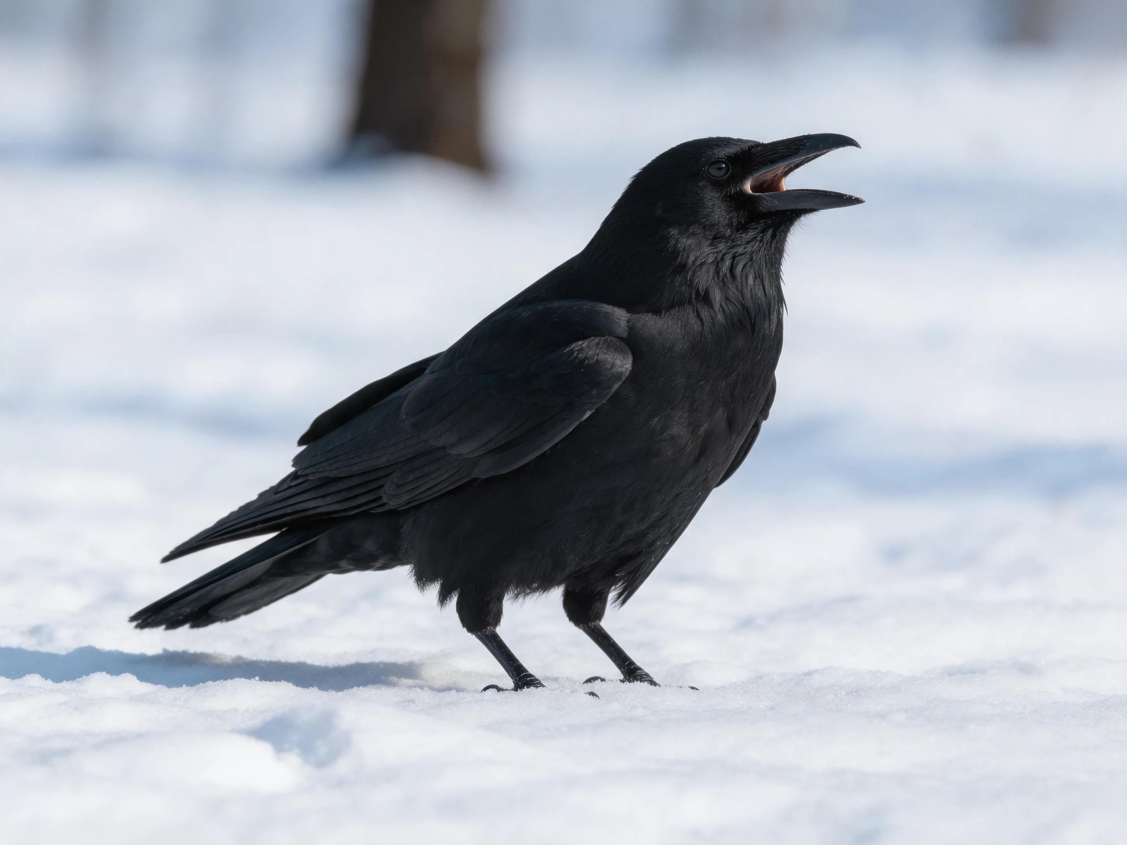 Black crow stands on snow with beak open