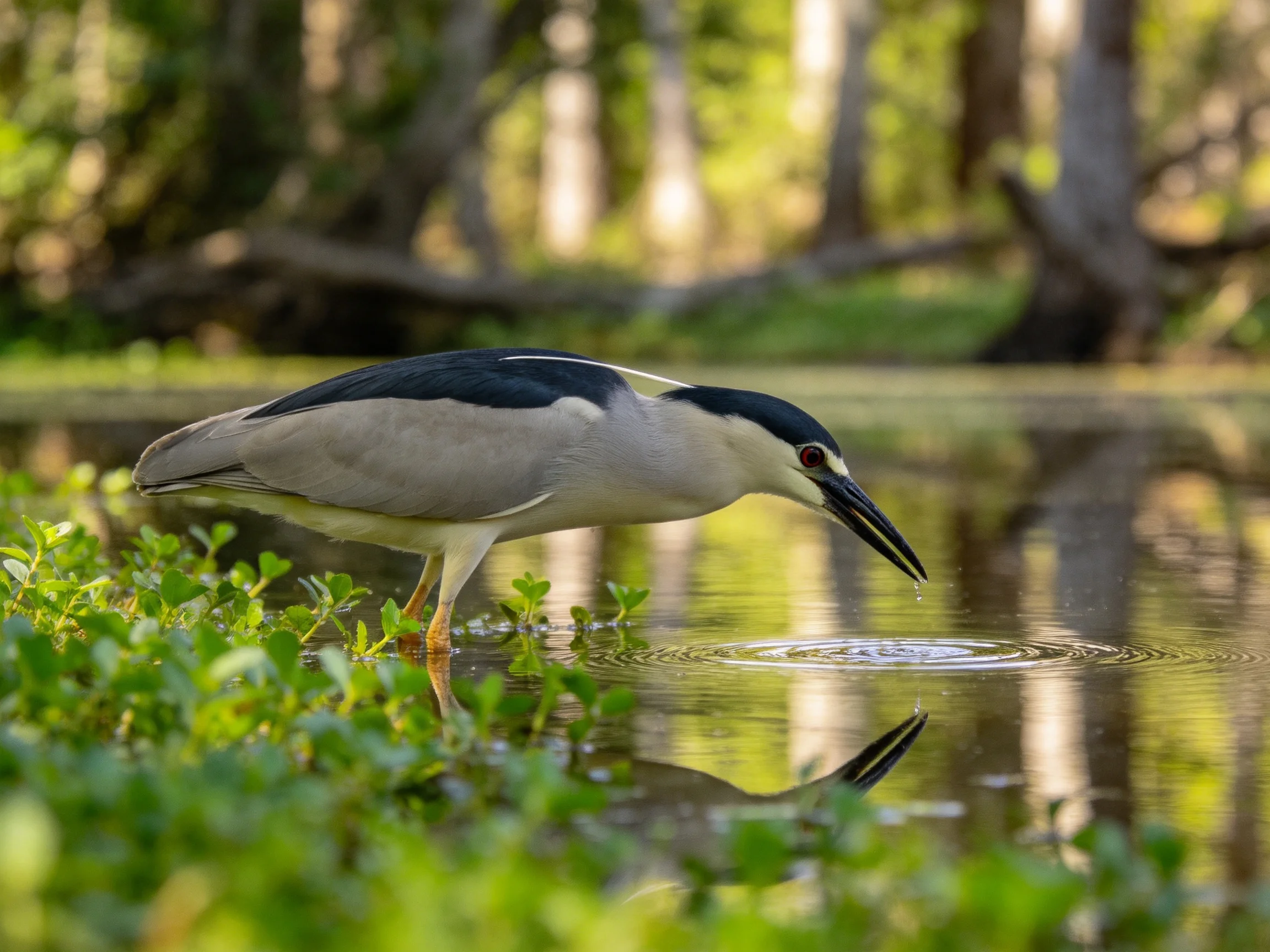 A black-crowned heron foraging by calm waters