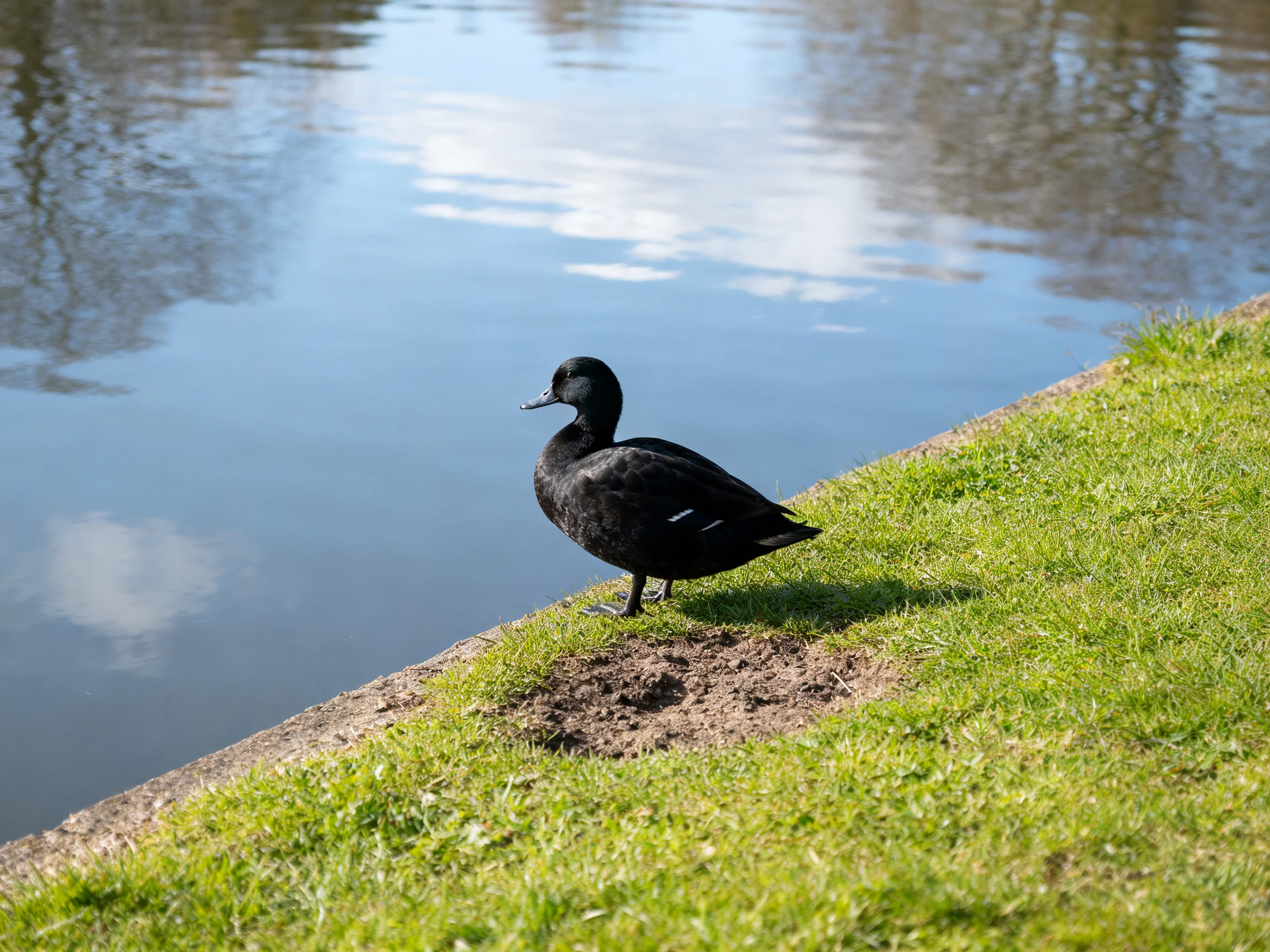 A black duck rests beside calm water near lush green grass.