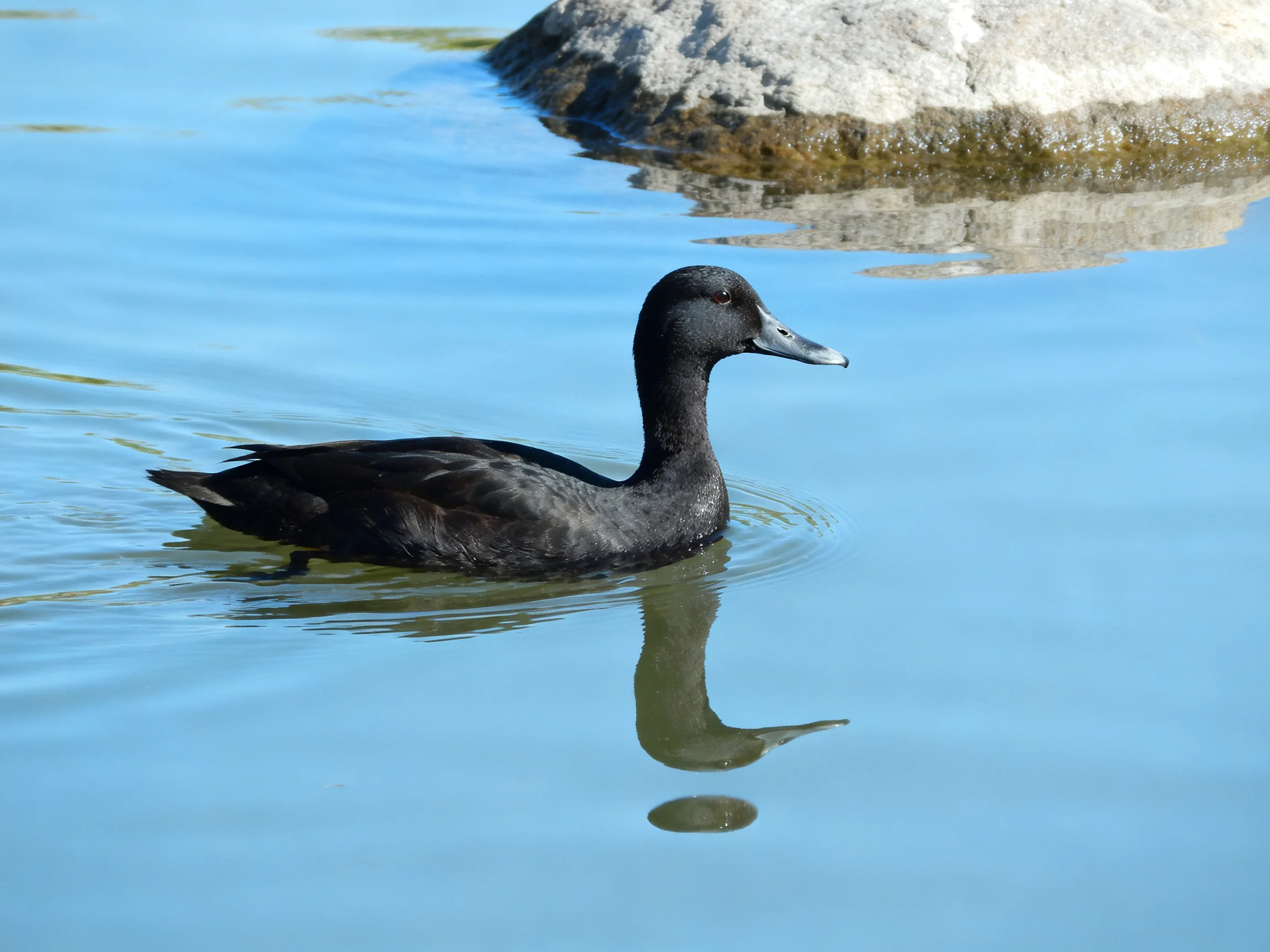 A black duck swimming in calm blue water near alarge stone