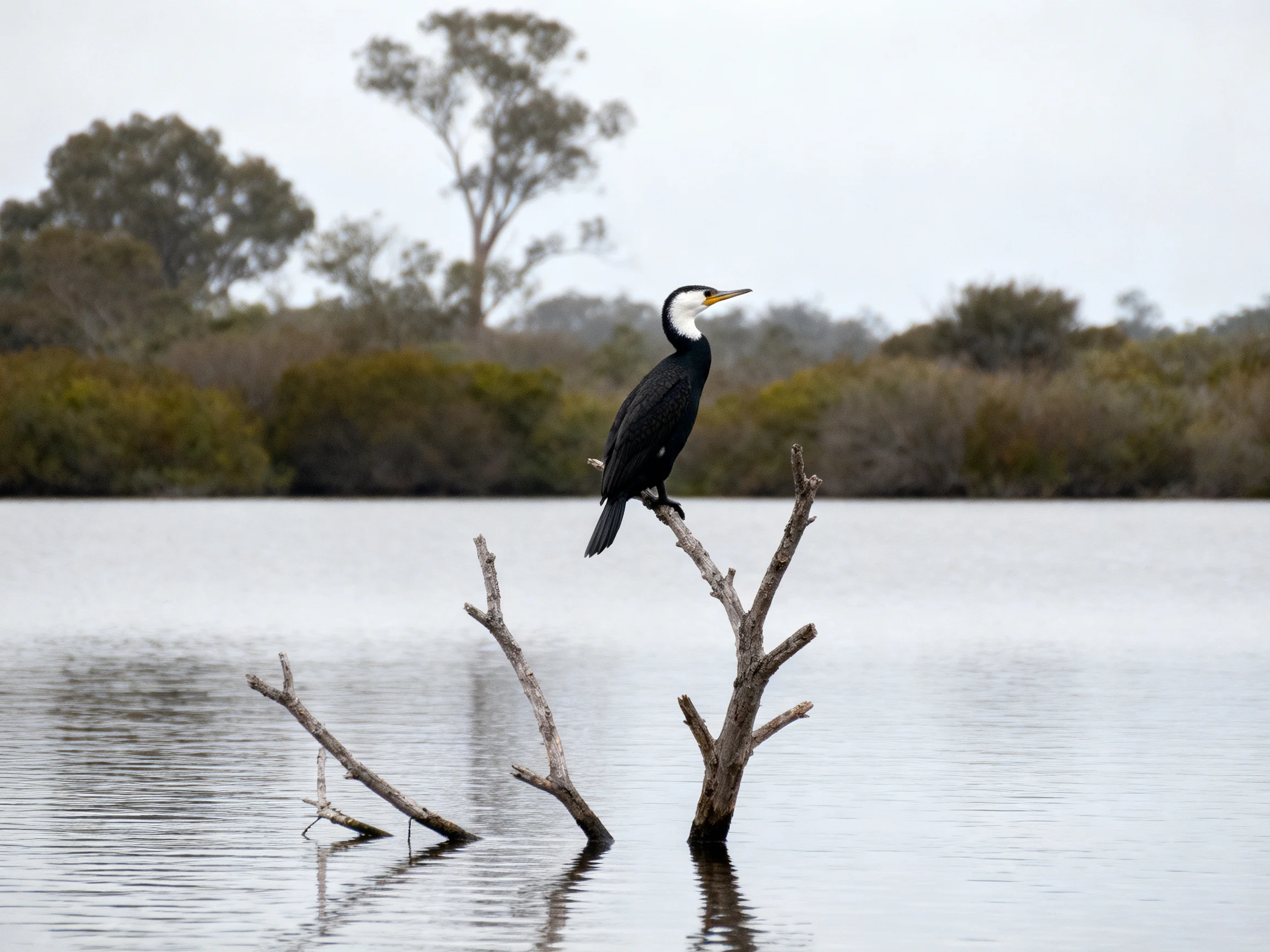 A black-feathered bird perches on a bare branch amid calm waters