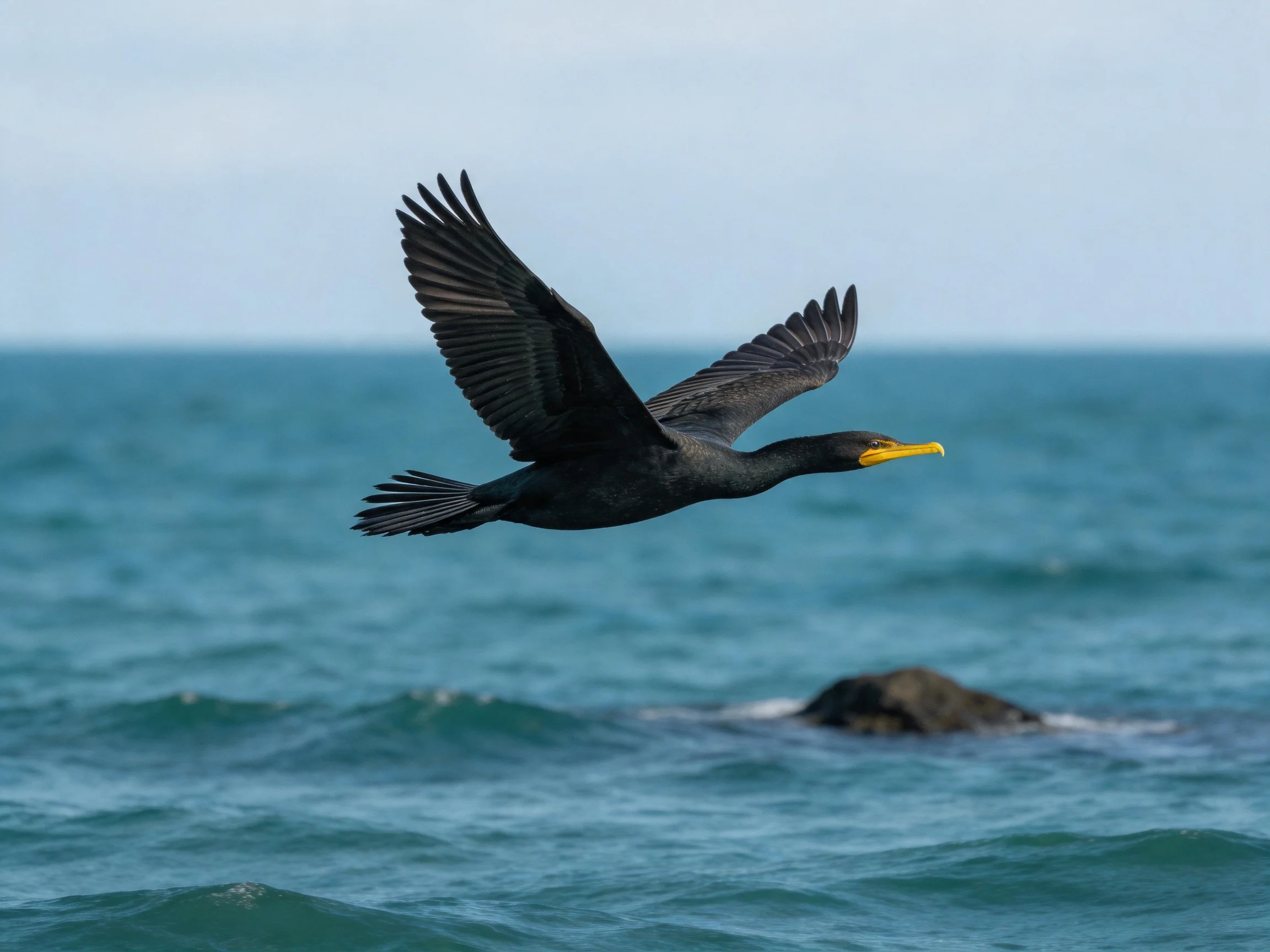 A black-feathered bird soars over turquoise ocean waters