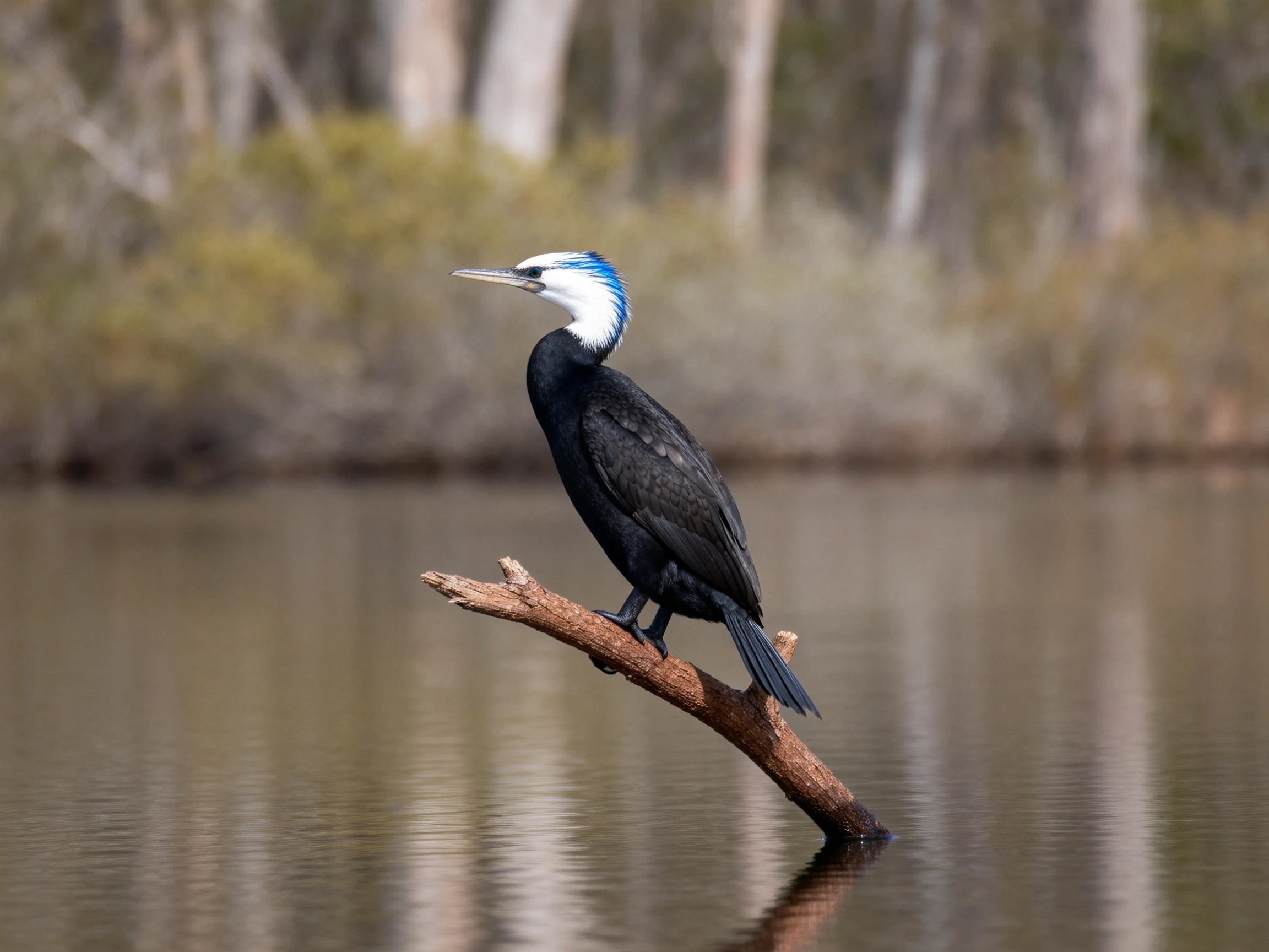 A black-feathered bird with blue and white head rests on a branch above calm water